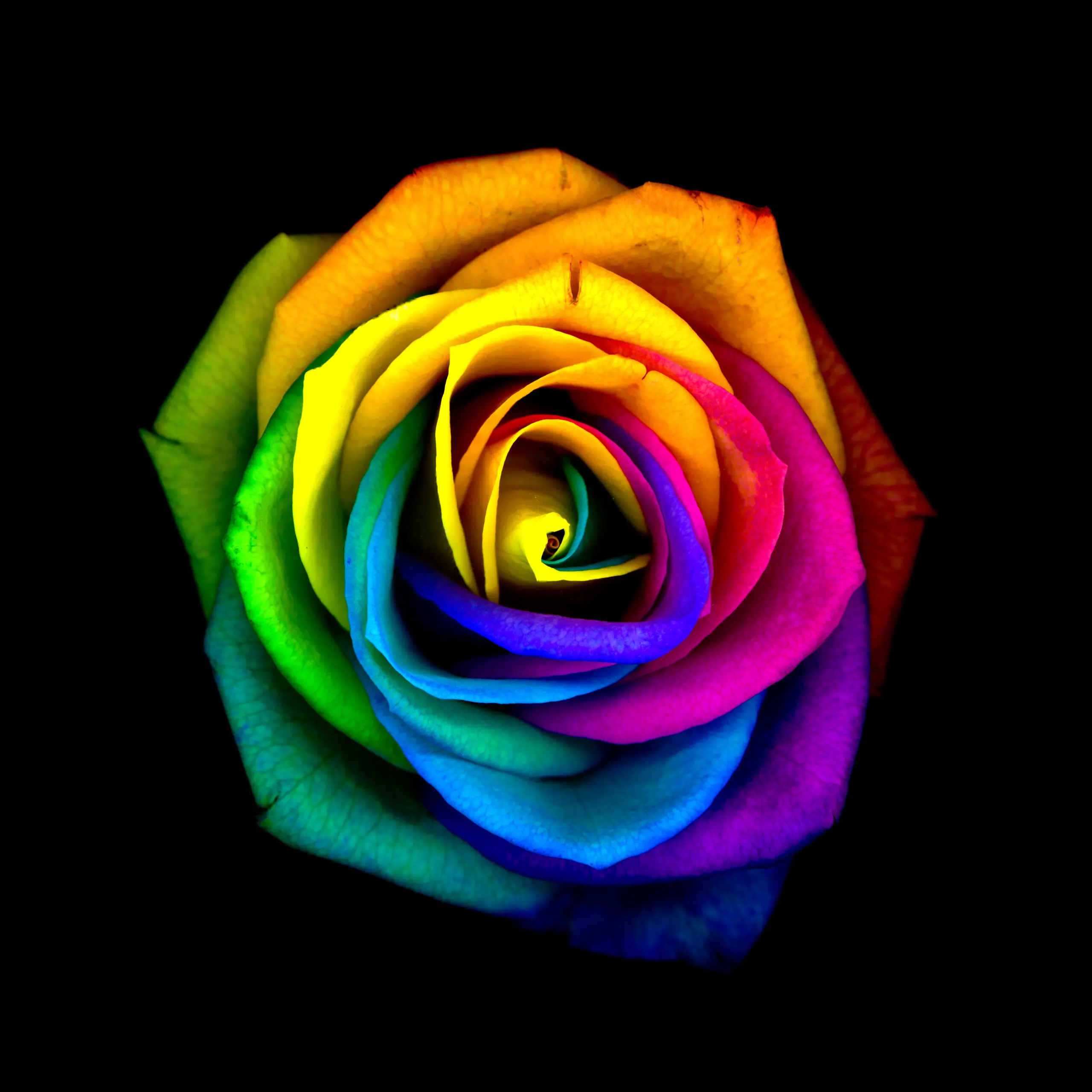 Wandbild (6095) Rainbow rose by Nicklas Berglin, 1x.com präsentiert: Stillleben,Kreatives,Natur,Blumen und Blüten,Makro,Floral,Sonstiges Kreatives