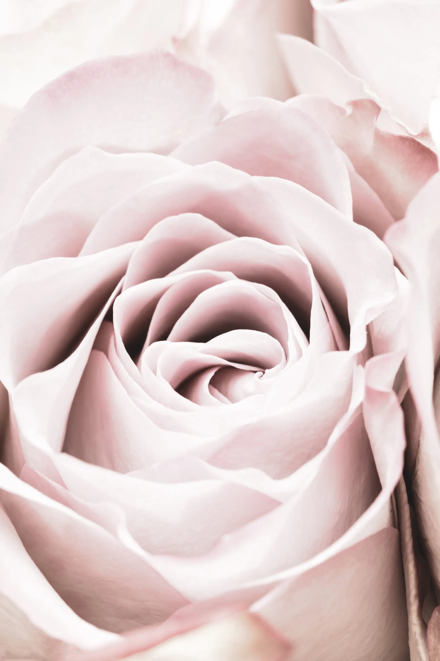 Wandbild (6096) Pink Rose No 06 by 1x.com studio präsentiert: Stillleben,Details und Strukturen,Natur,Blumen und Blüten,Makro,Floral