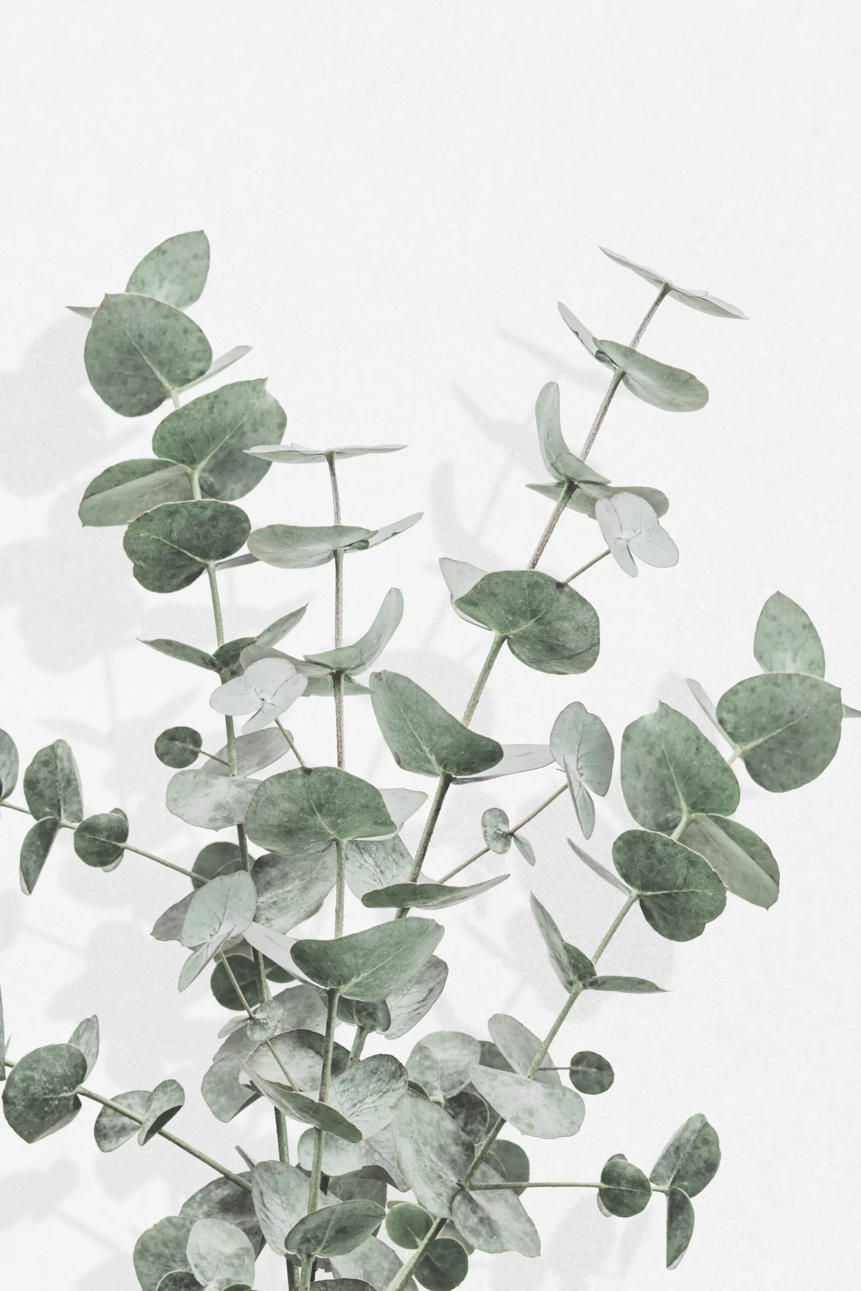 Wandbild (6097) Eucalyptus Creative 16 by 1x.com studio präsentiert: Stillleben,Details und Strukturen,Natur,Blätter,Gräser,Floral