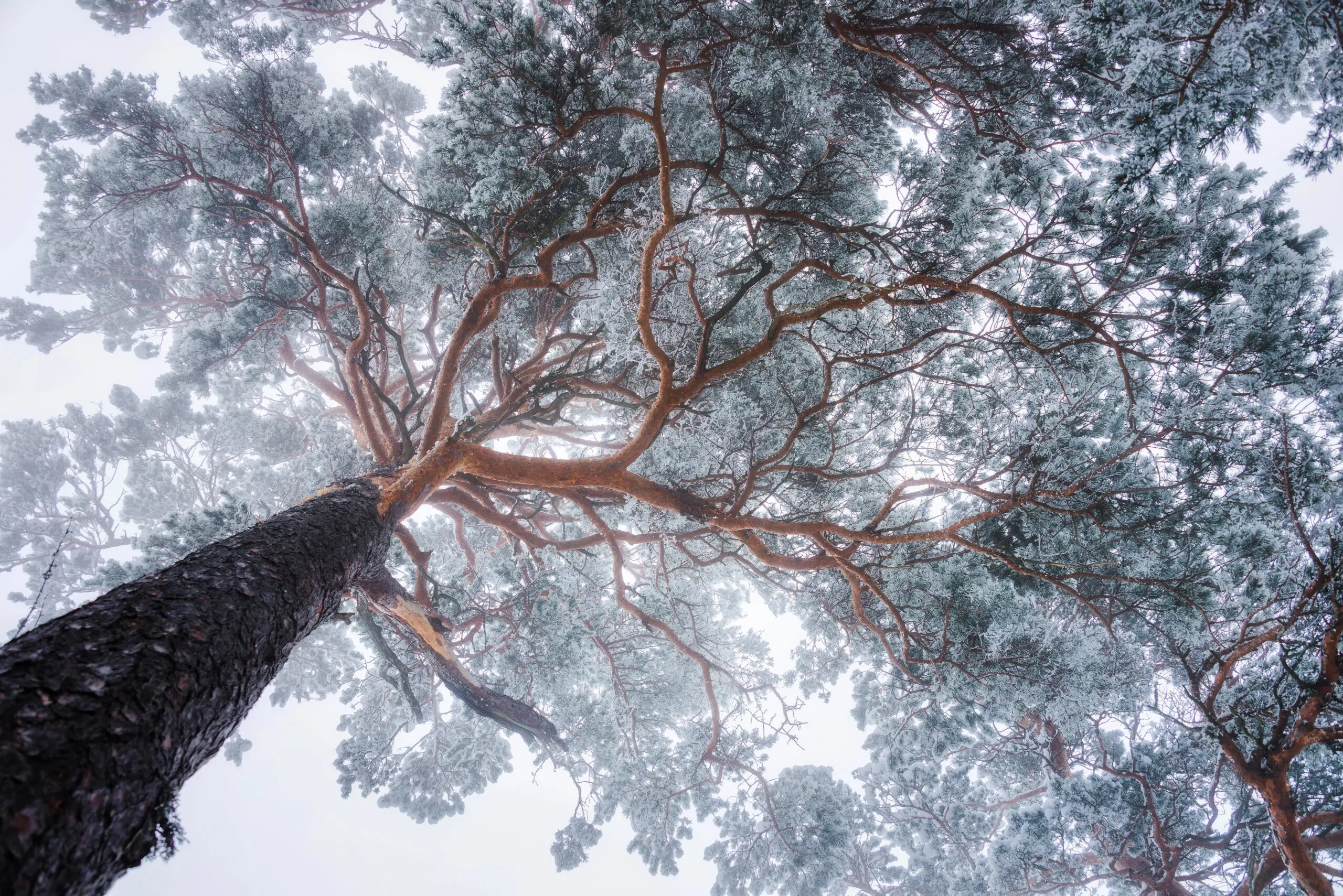 Wandbild (6104) Winter Tree lines by Ales Krivec, 1x.com präsentiert: Details und Strukturen,Natur,Bäume,Sonstige Naturdetails,Pflanzen