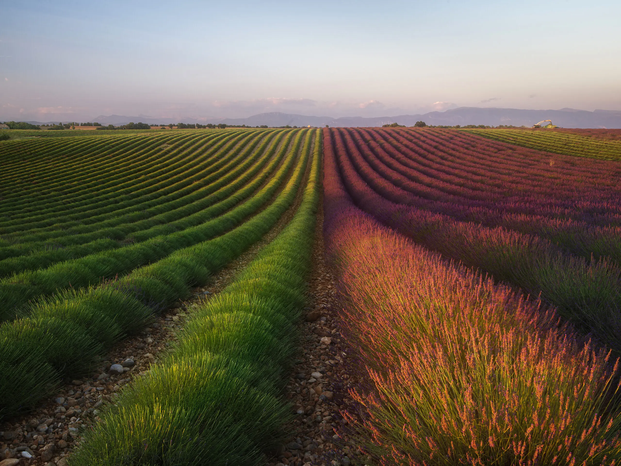 Wandbild (6140) Field of Lavender by R. Anton, 1x.com präsentiert: Natur,Landschaften,Blumen und Blüten,Sommer,Wege