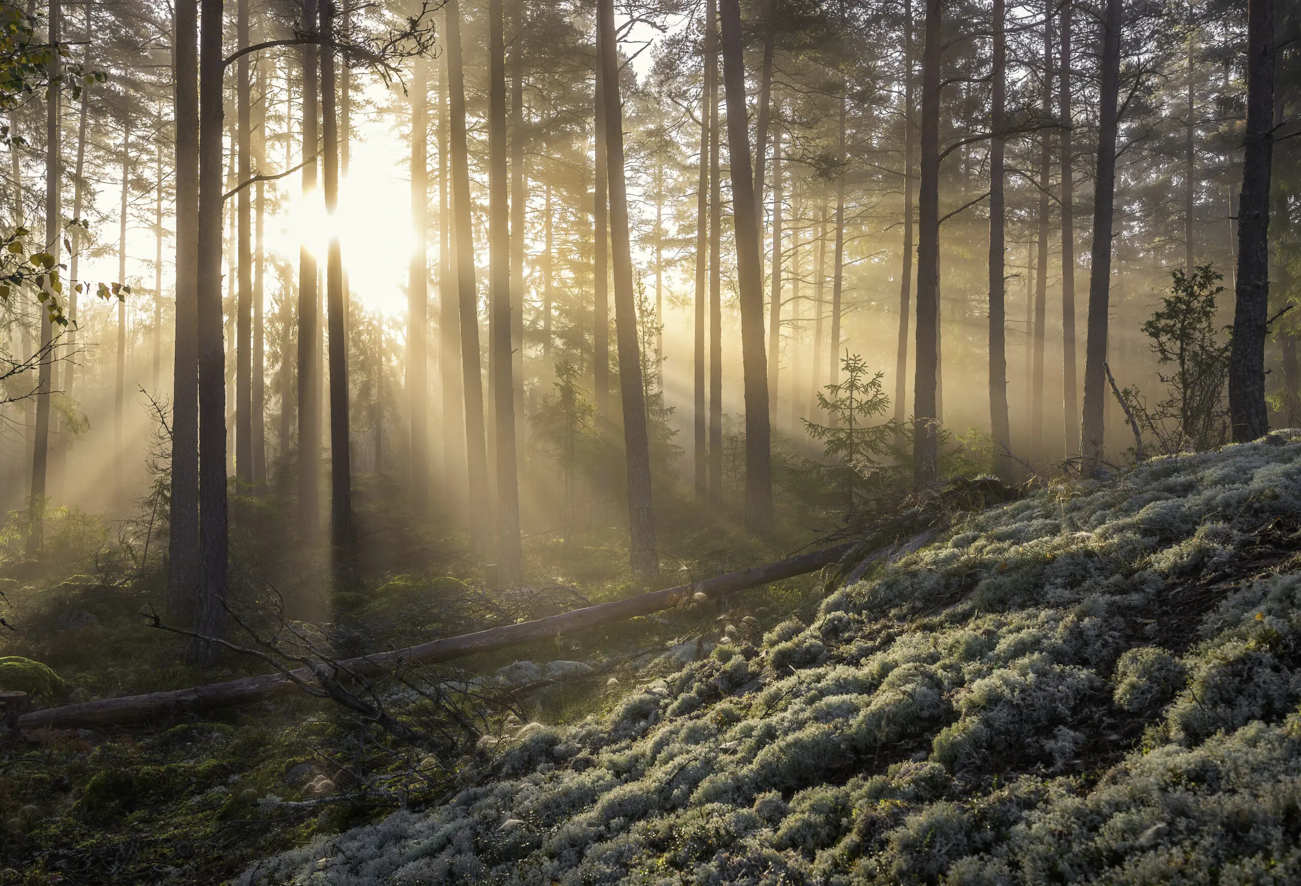 Wandbild (6141) Fog in the forest…by Christian Linsten, 1x.com präsentiert: Natur,Landschaften,Bäume,Wälder,Herbst