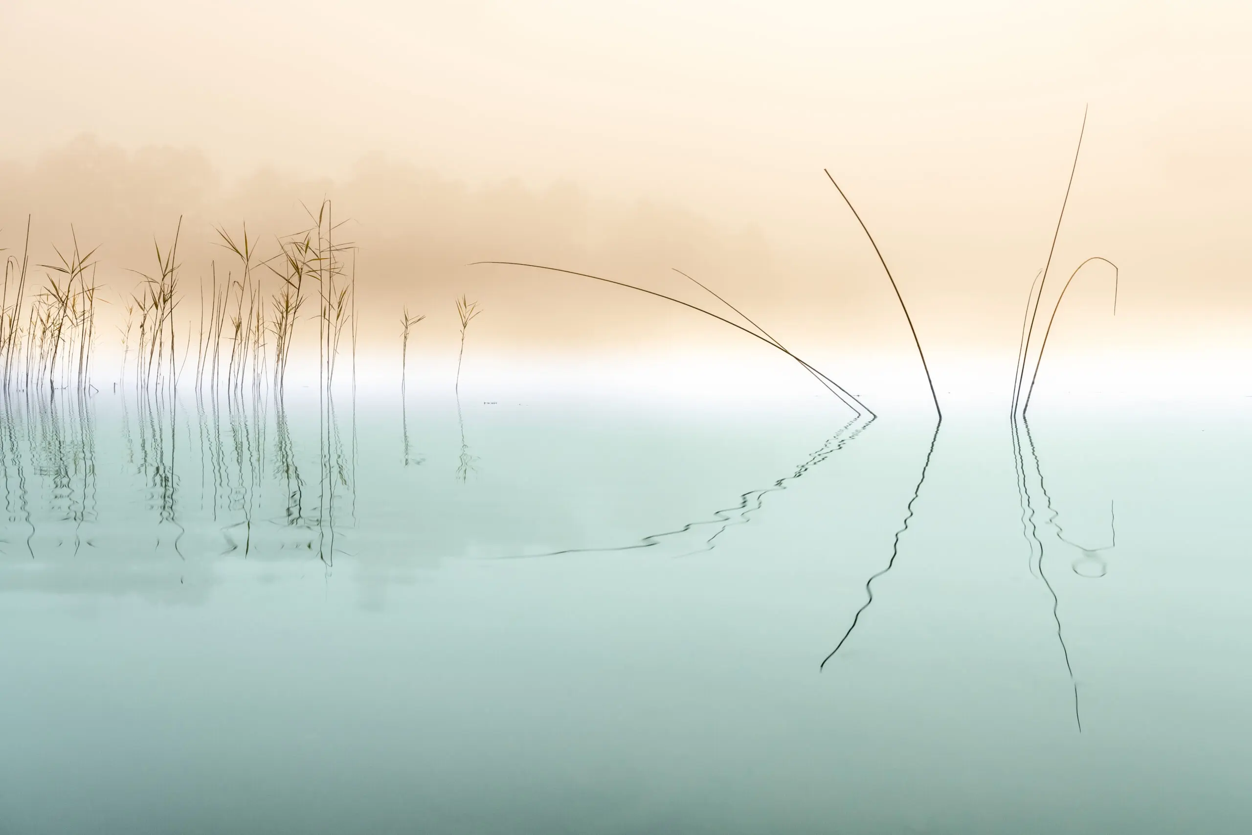 Wandbild (6150) Silence by Ulrike Eisenmann,1x.com präsentiert: Wasser,Kreatives,Details und Strukturen,Zen & Wellness,Natur,Landschaften,Gräser,Gewässer,Wasserspiegelungen