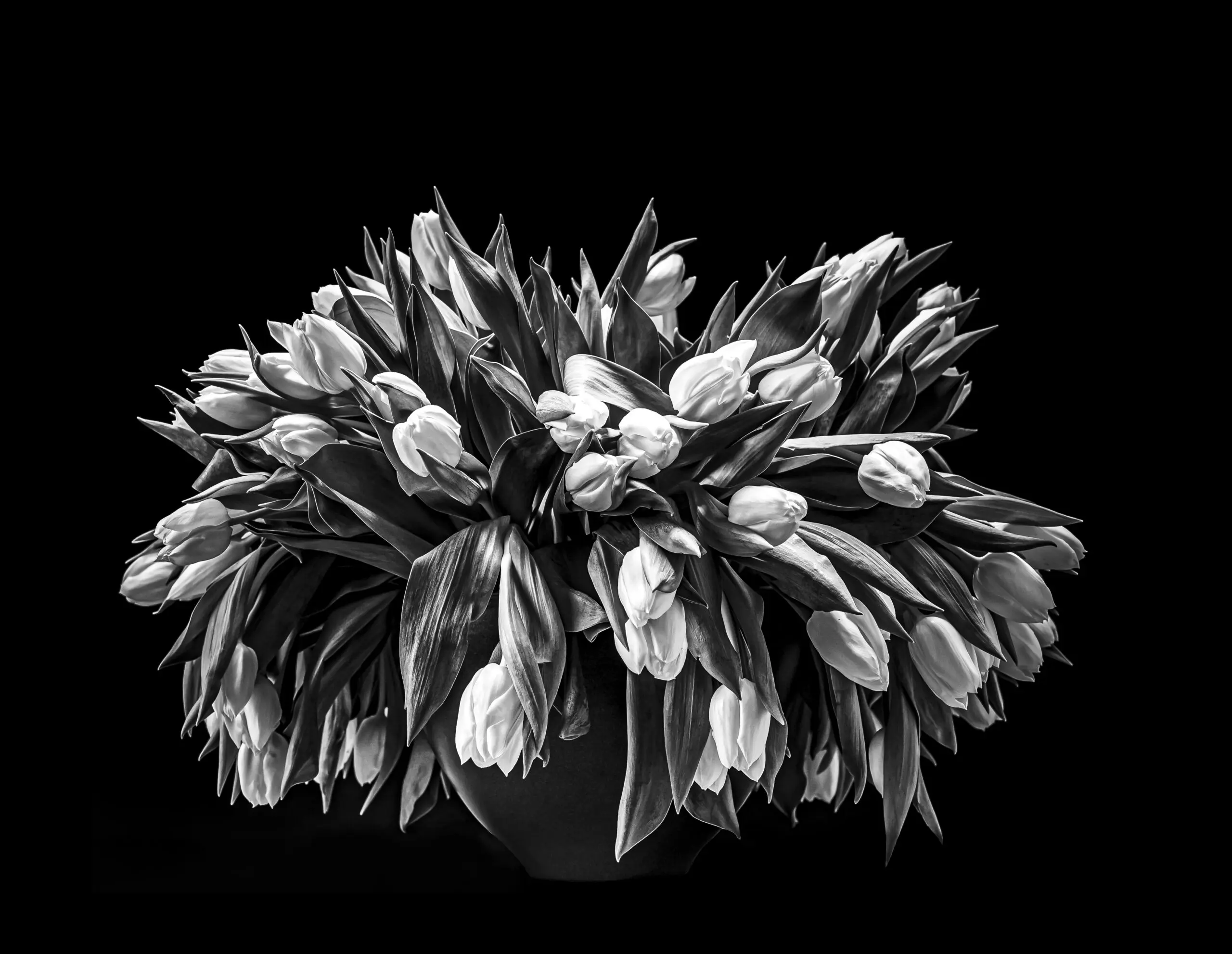 Wandbild (6161) Tulpenstrauß in schwarz-weiß präsentiert: Stillleben,Kreatives,Details und Strukturen,Pflanzen