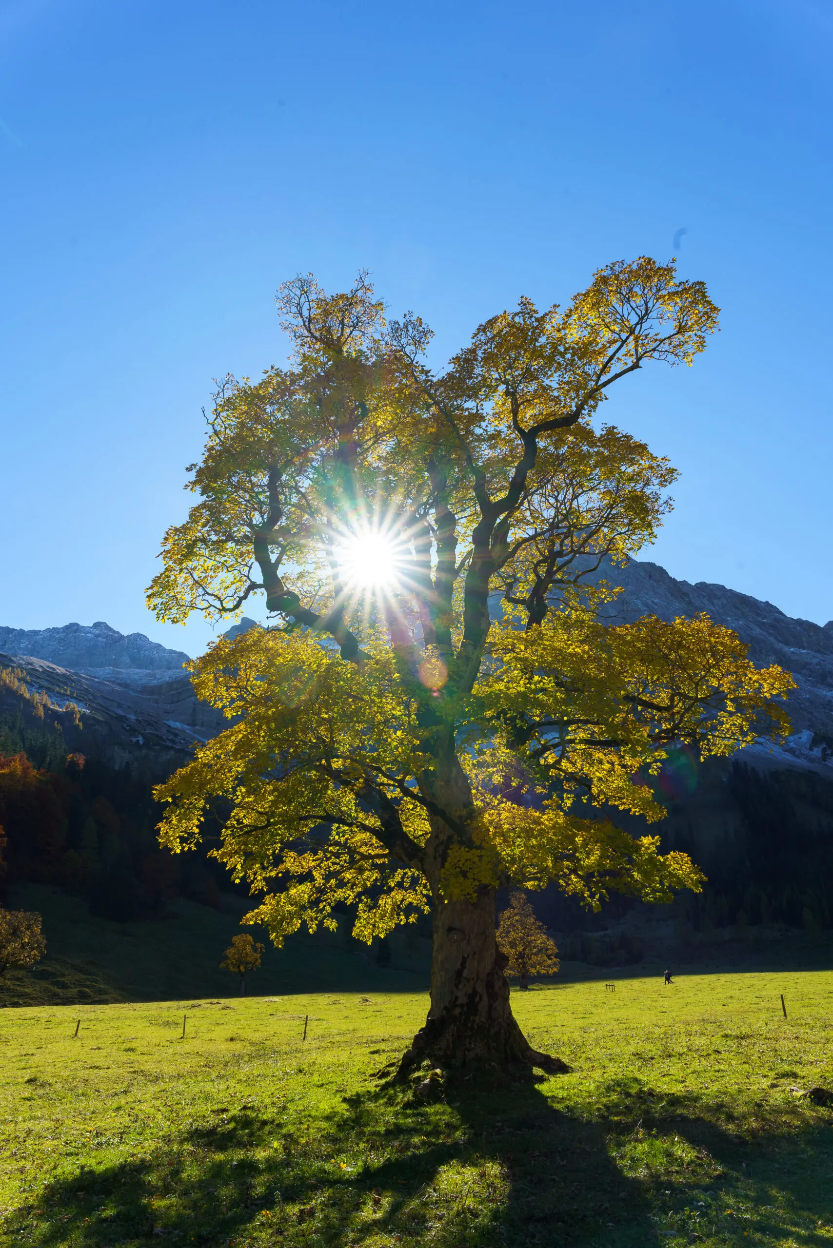 Wandbild (6217) Herbststern by Judith Grote präsentiert: Natur,Landschaften,Berge,Herbst