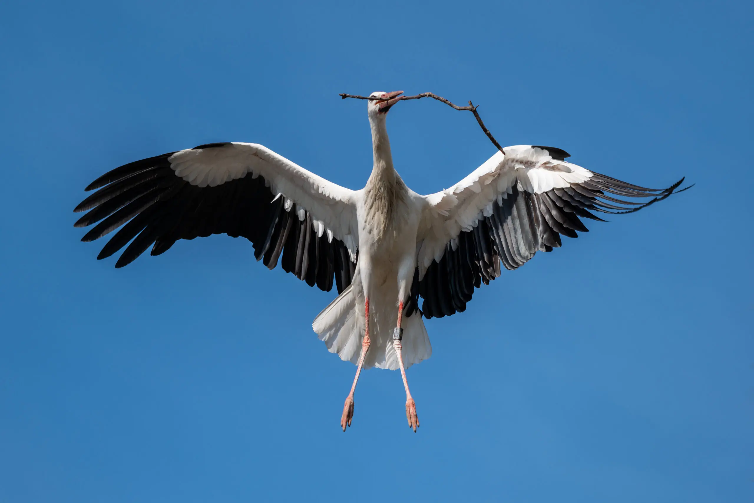 Wandbild (6212) Storch präsentiert: Natur,Vögel
