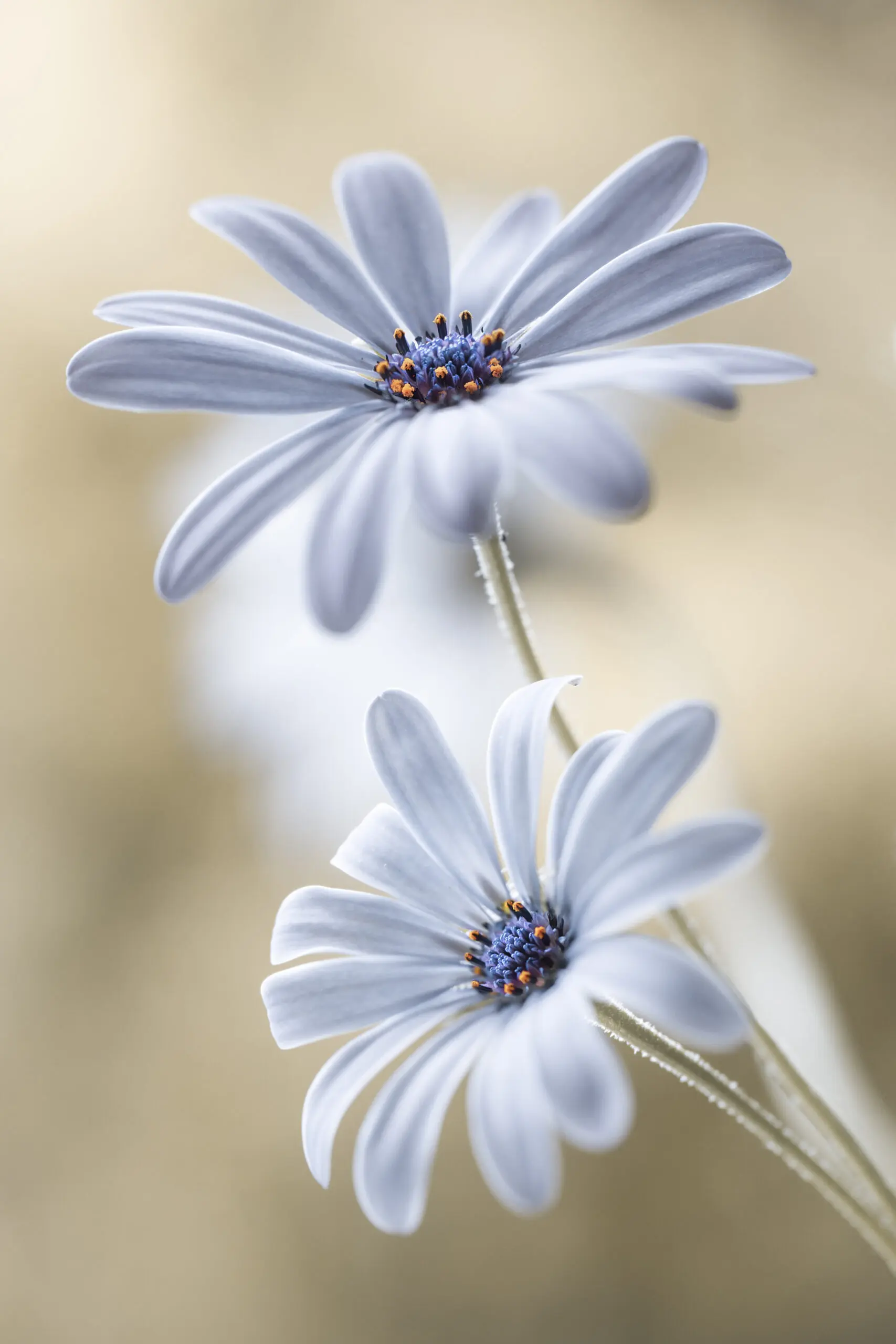 Wandbild (6279) Cape daisies by Mandy Disher,1x.com präsentiert: Natur,Blumen und Blüten,Makro