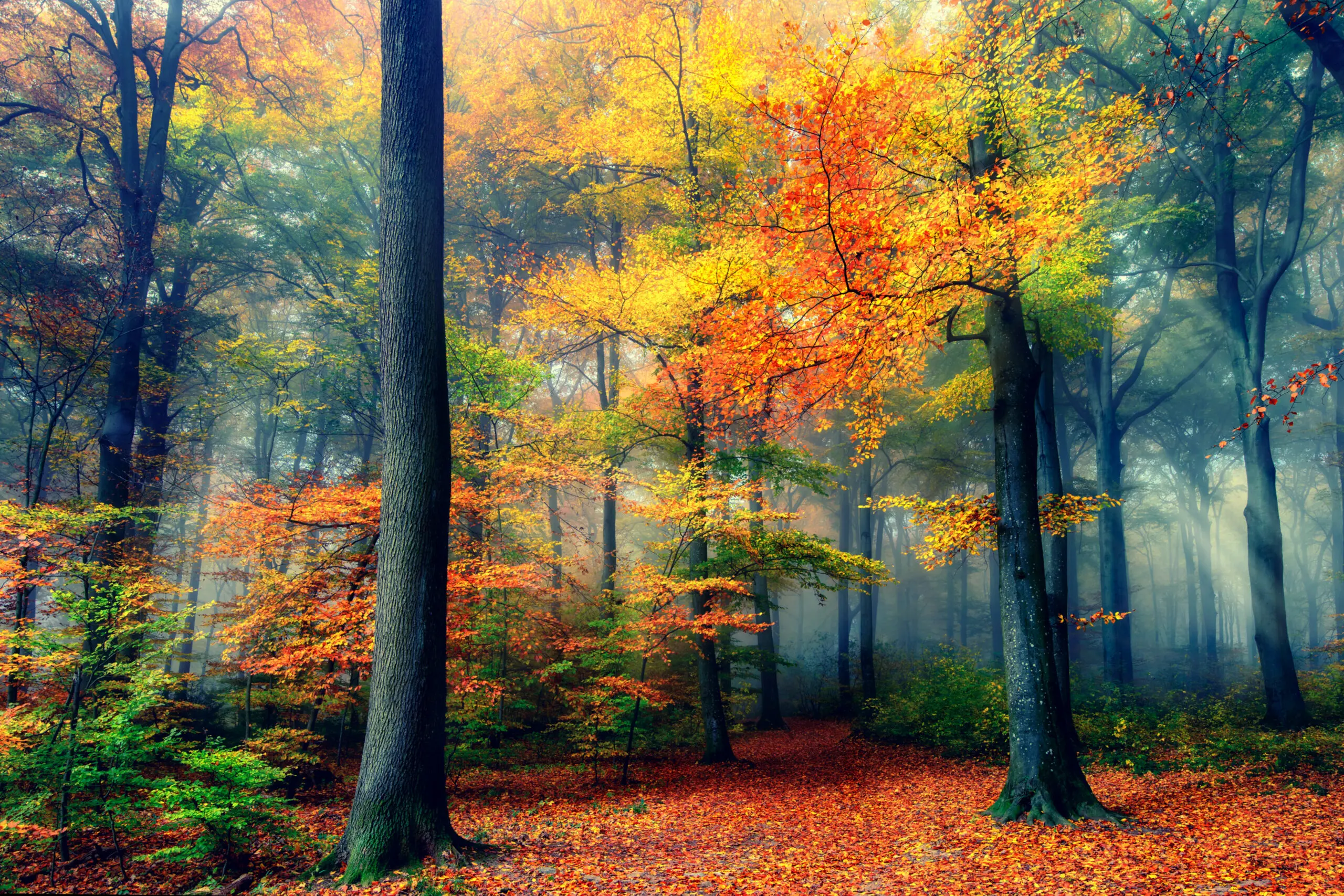 Wandbild (6332) Autumn by Fabrizio Massetti,1x.com präsentiert: Natur,Landschaften,Bäume,Blätter,Wälder,Wege,Herbst