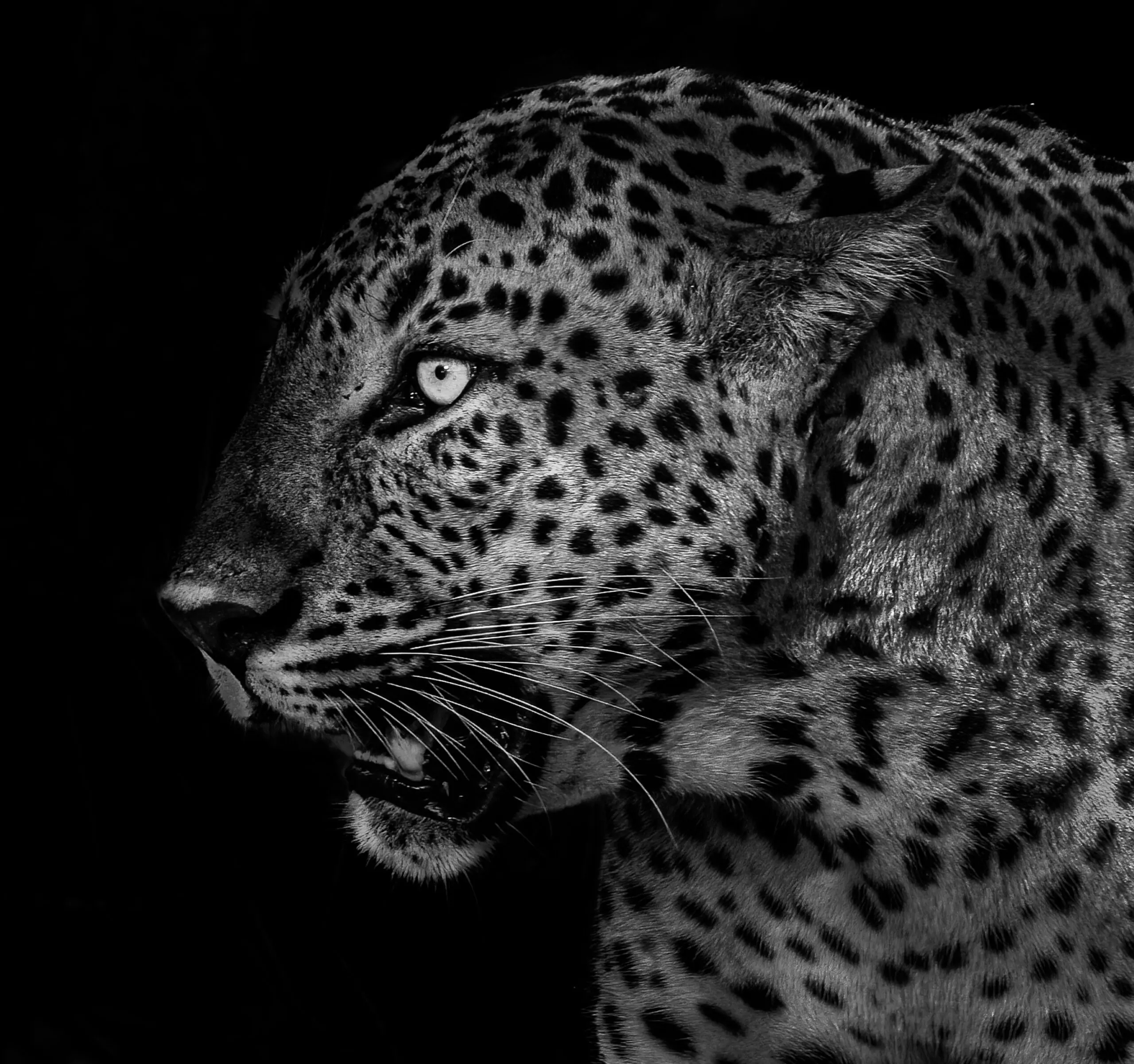 Wandbild (6342) Untitled by Liwen Tao,1x.com präsentiert: Tiere,Natur,Wildtiere,Aus Afrika