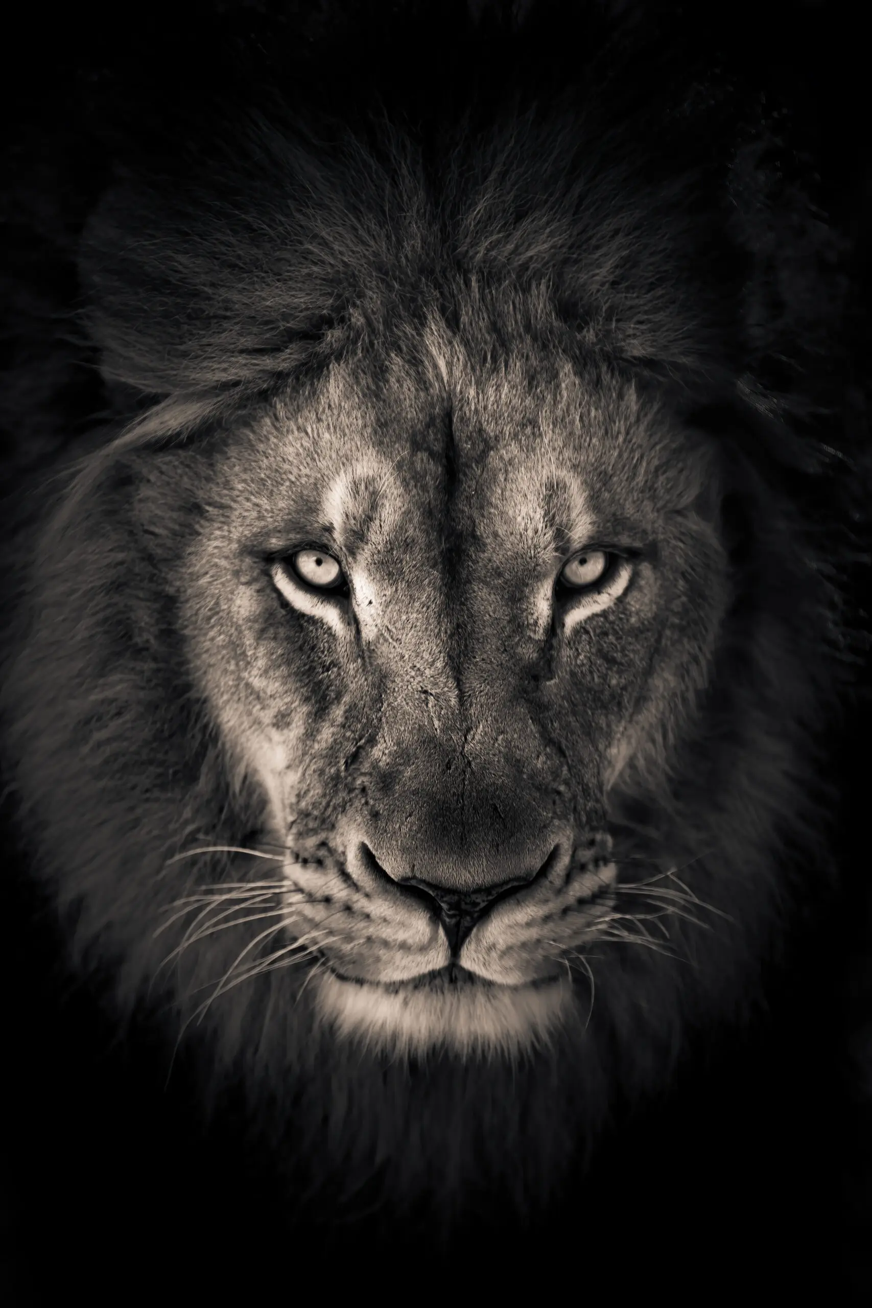 Wandbild (6343) The king by Alex Zhao,1x.com präsentiert: Tiere,Natur,Wildtiere,Aus Afrika