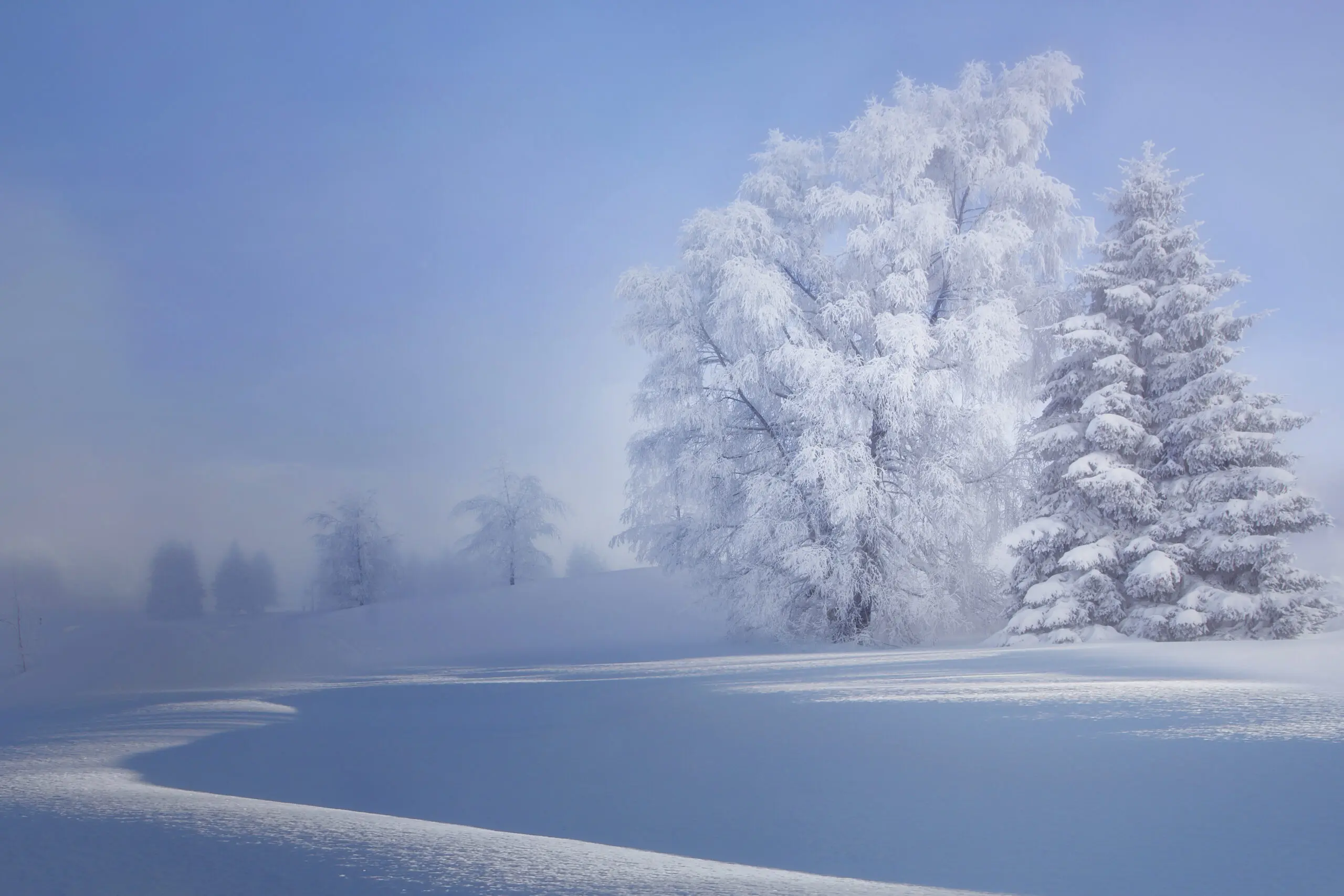 Wandbild (6353) crispy morning by VeroniqueS,1x.com präsentiert: Landschaften,Wasser,Natur,Bäume,Schnee und Eis