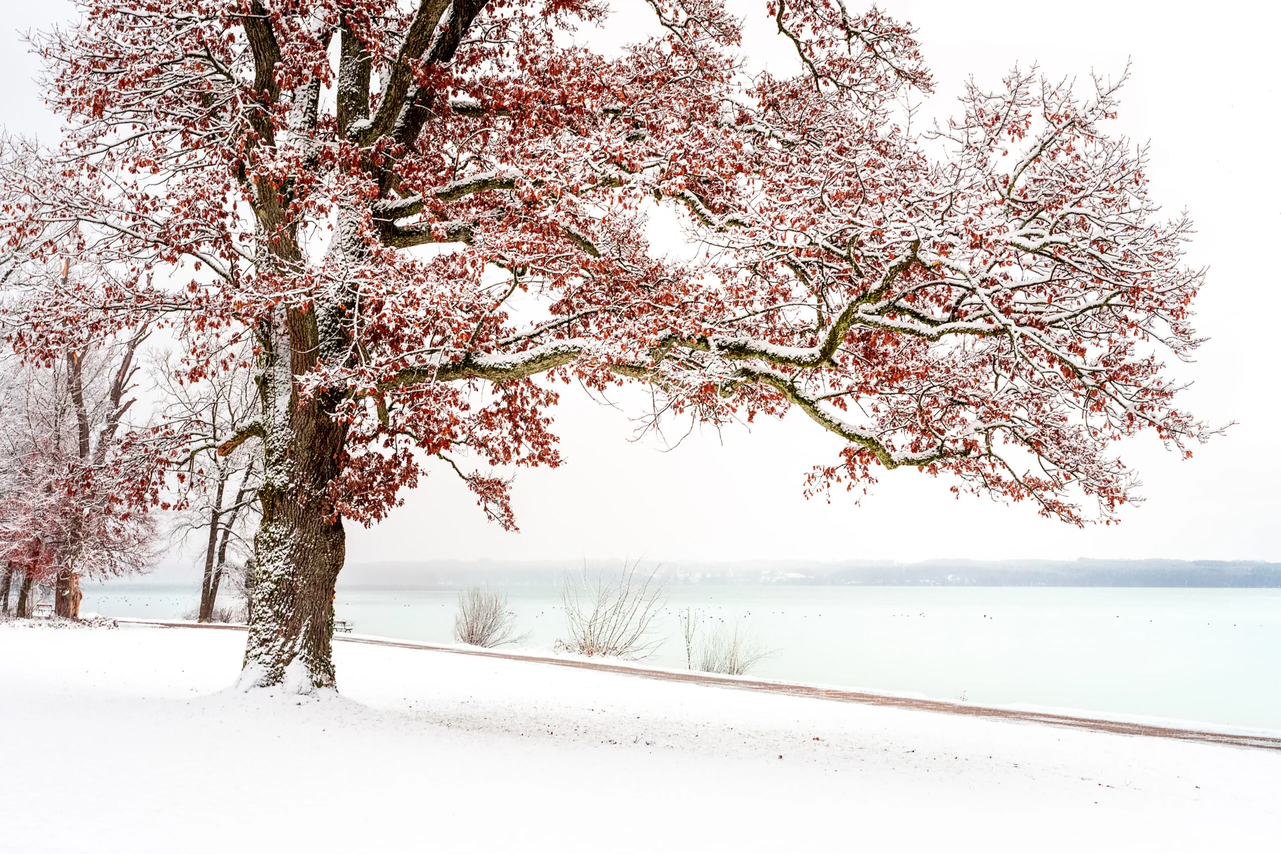 Wandbild (6355) Winter is coming by Ulrike Eisenmann,1x.com präsentiert: Wasser,Natur,Landschaften,Bäume,Schnee und Eis,Winter,Gewässer,Herbst,Seen