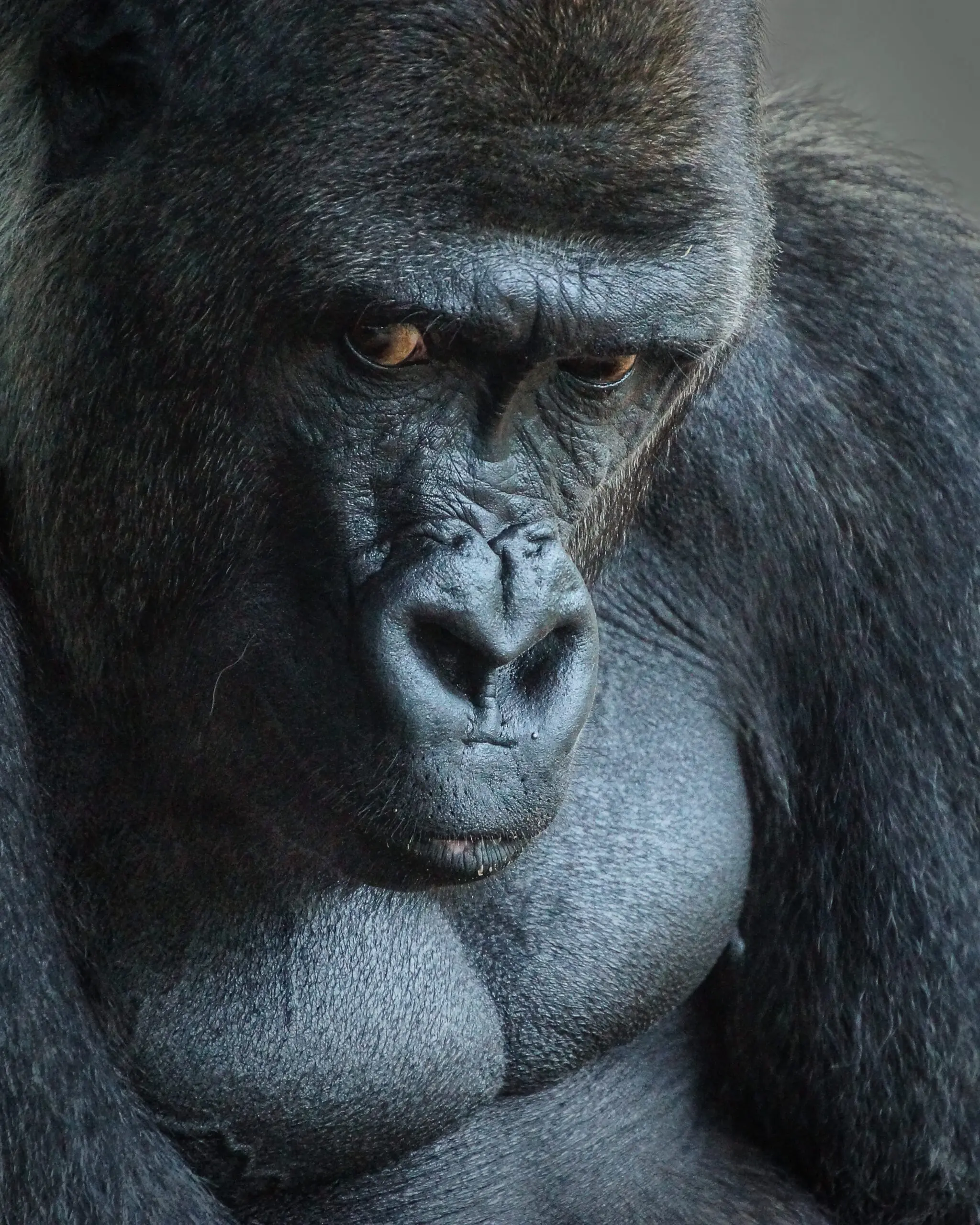 Wandbild (6385) Unhappy Gorilla by Bill Mugg, 1x.com präsentiert: Kreatives,Tiere,Natur,Sonstige Tiere,Wildtiere,Aus Afrika