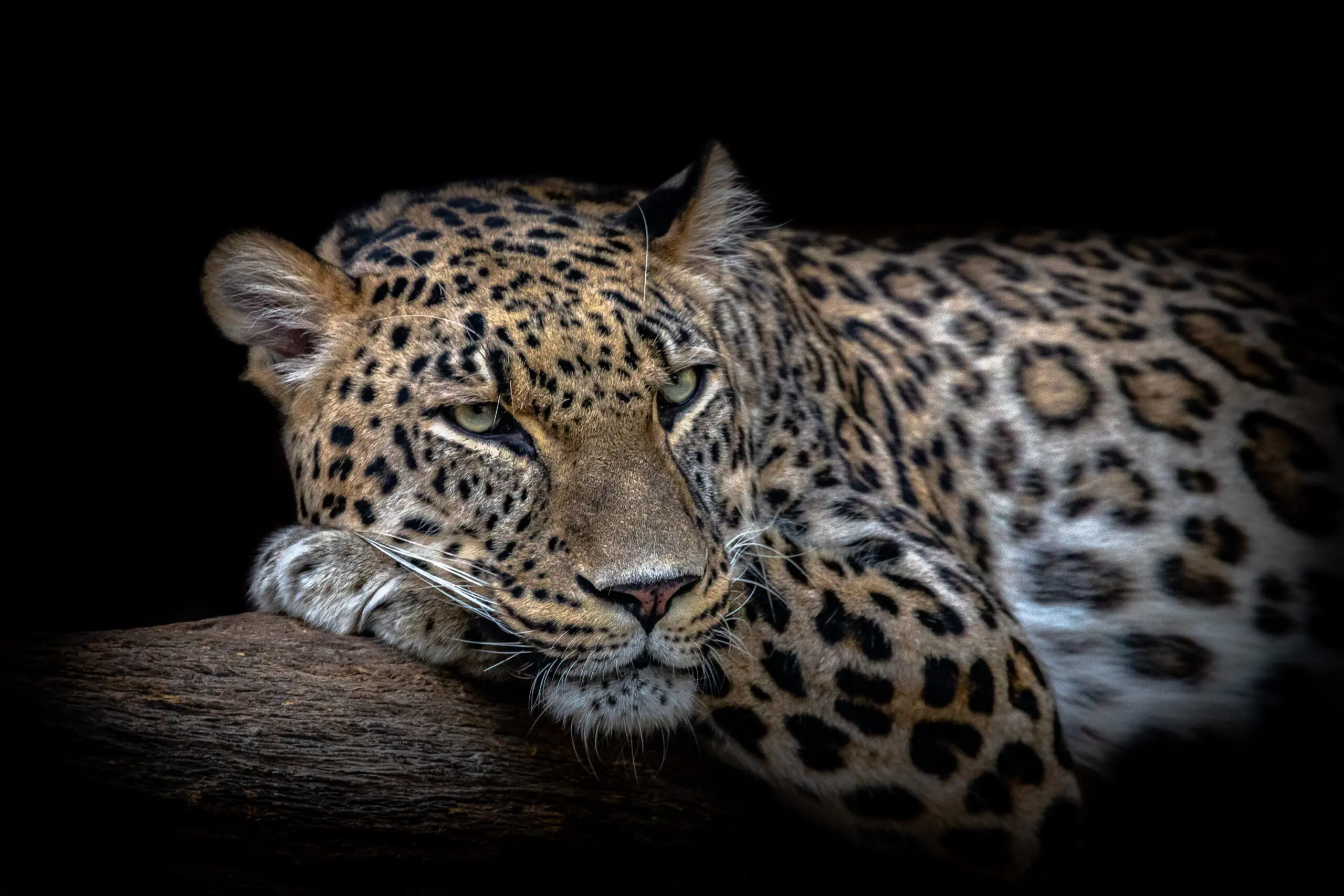 Wandbild (19371) Leopard resting by Nauzet Baez Photography präsentiert: Tiere