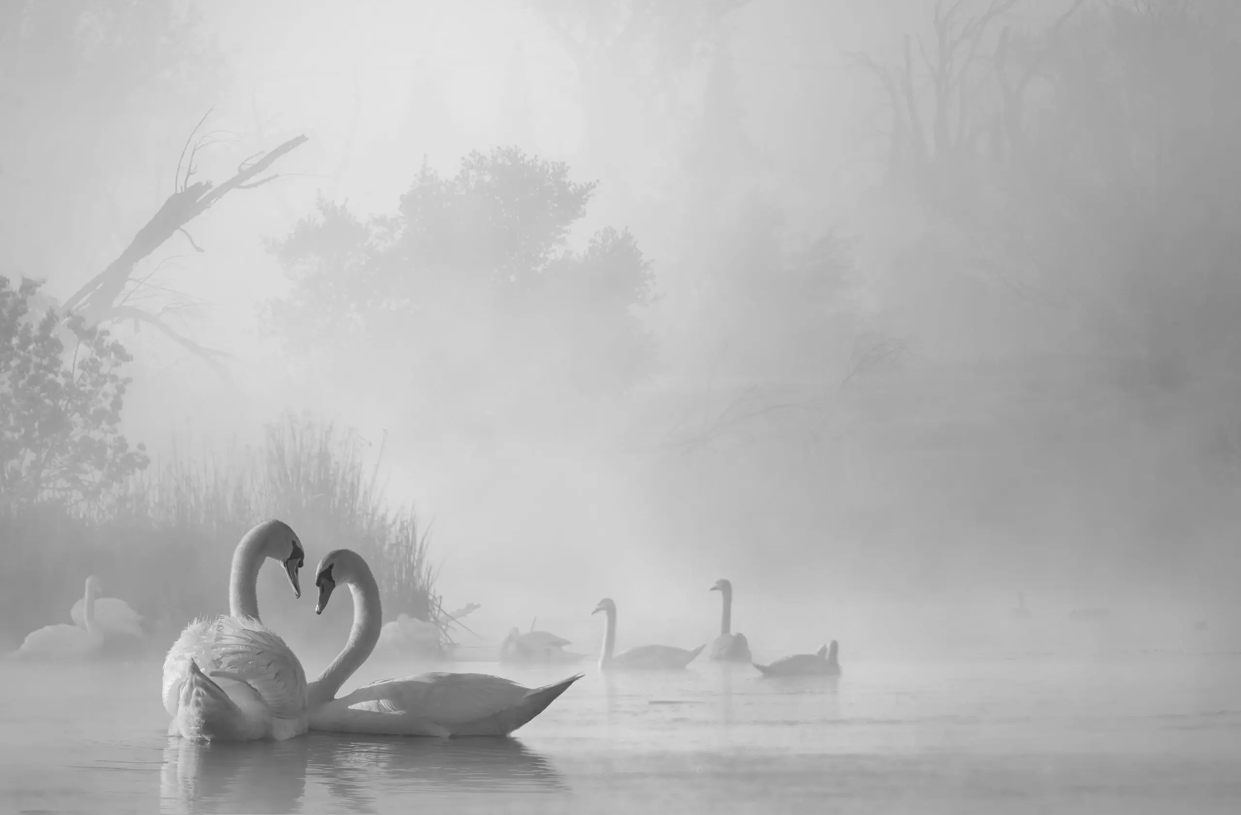 Wandbild (19379) morning fog on swan lake by Liu Dawei präsentiert: Wasser,Tiere,Natur