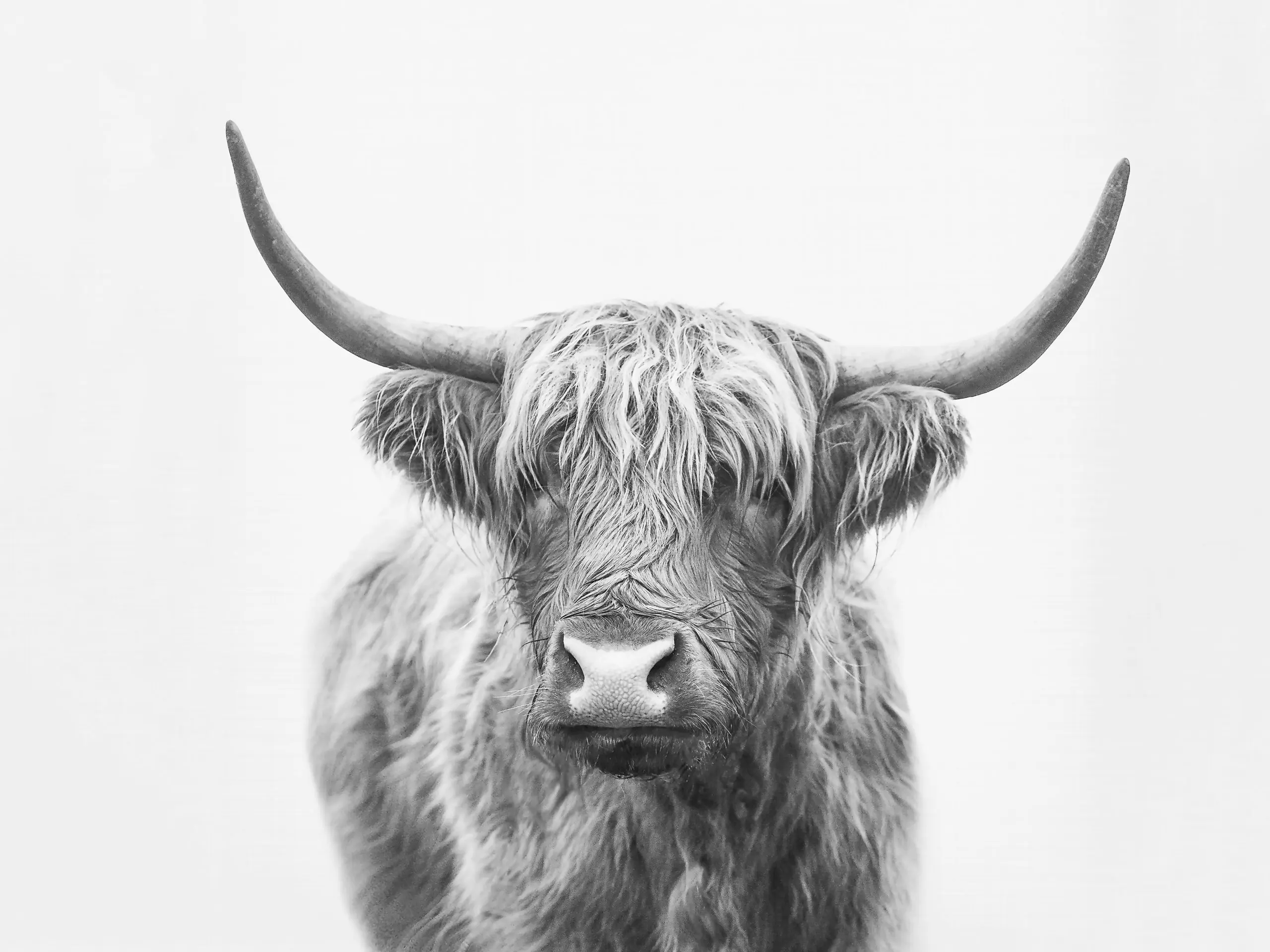 Wandbild (19394) Highland Bull by Kathrin Pindar präsentiert: Tiere