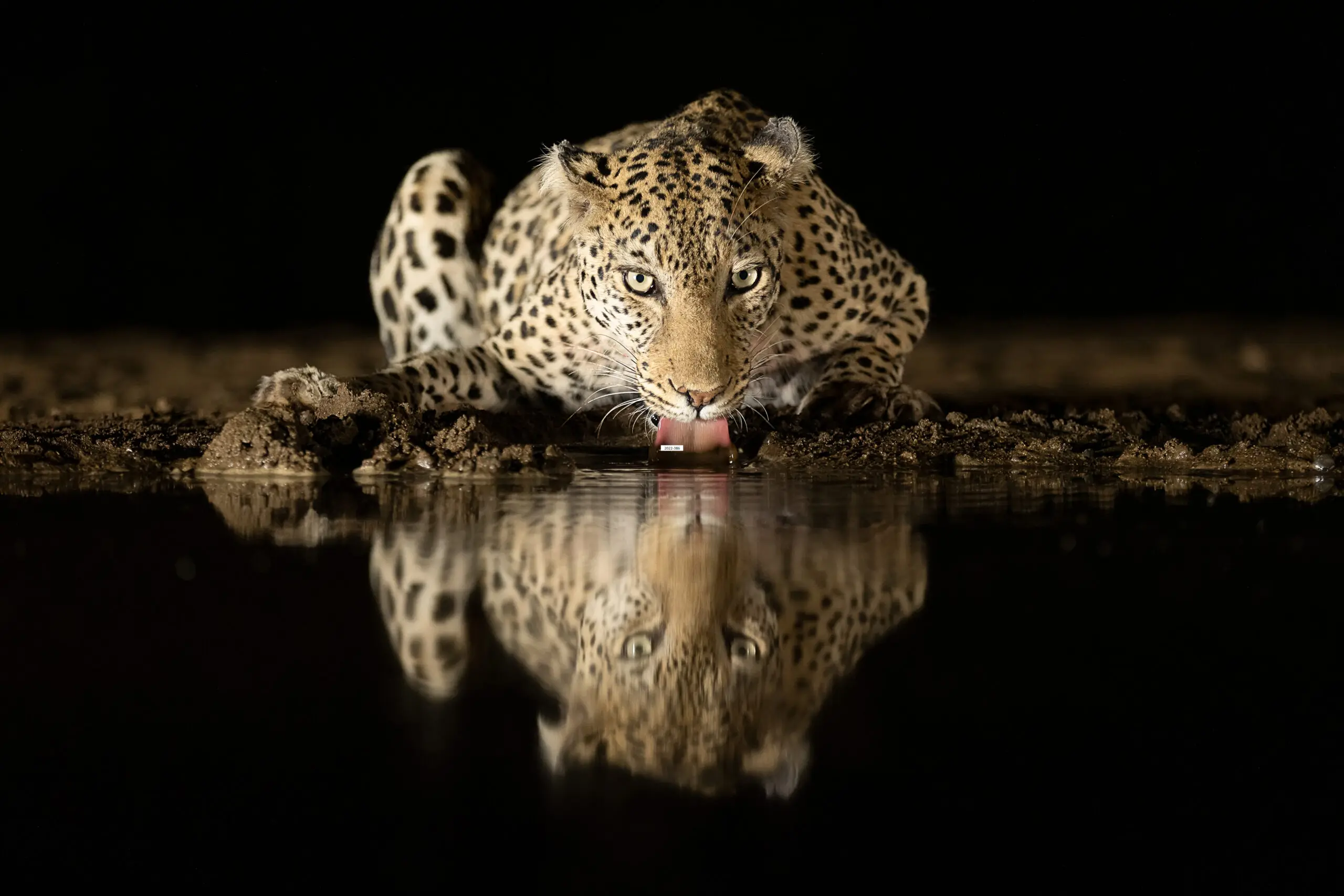 Wandbild (19400) Leopard drinking by Joan Gil Raga präsentiert: Wasser,Tiere