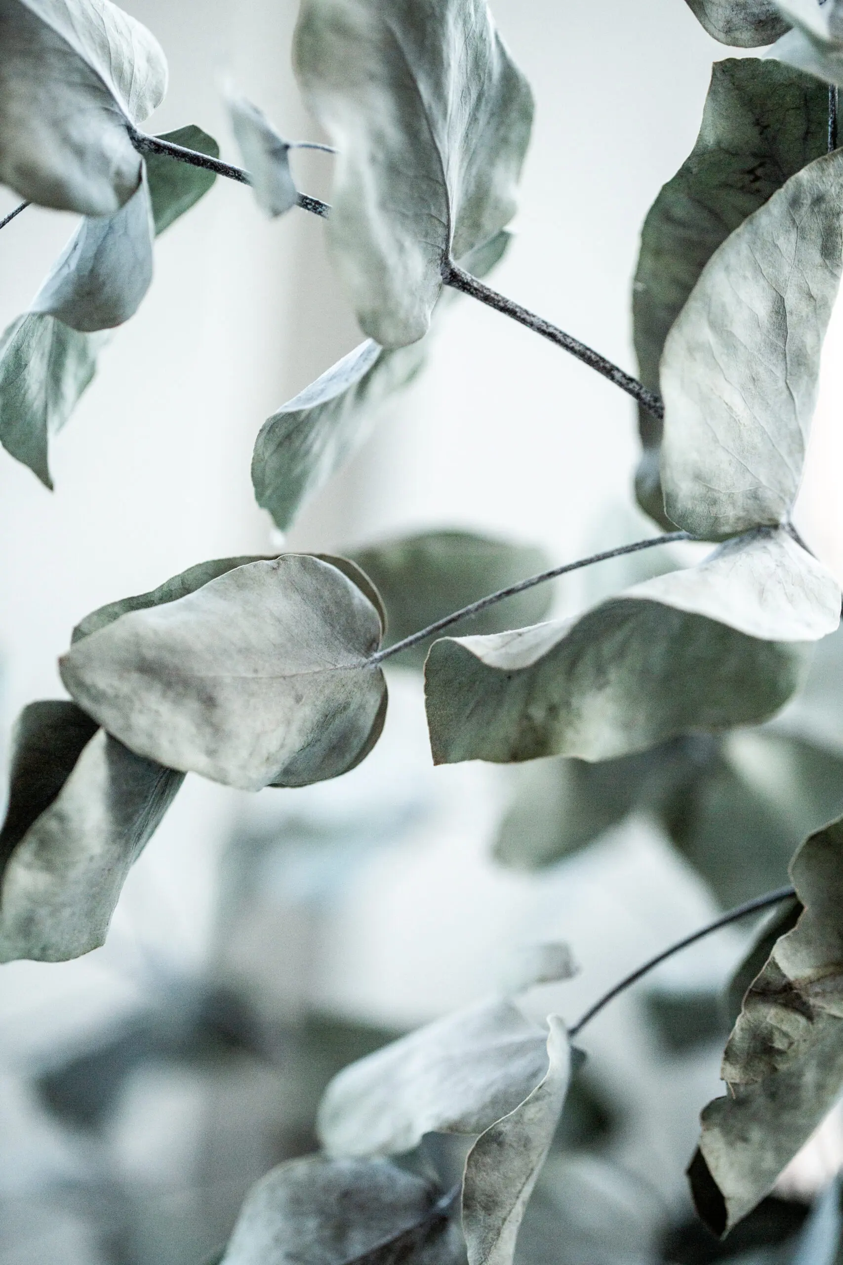 Wandbild (21811) Eucalyptus 8 by Mareike Böhmer präsentiert: Natur,Makro,Sonstige Pflanzen