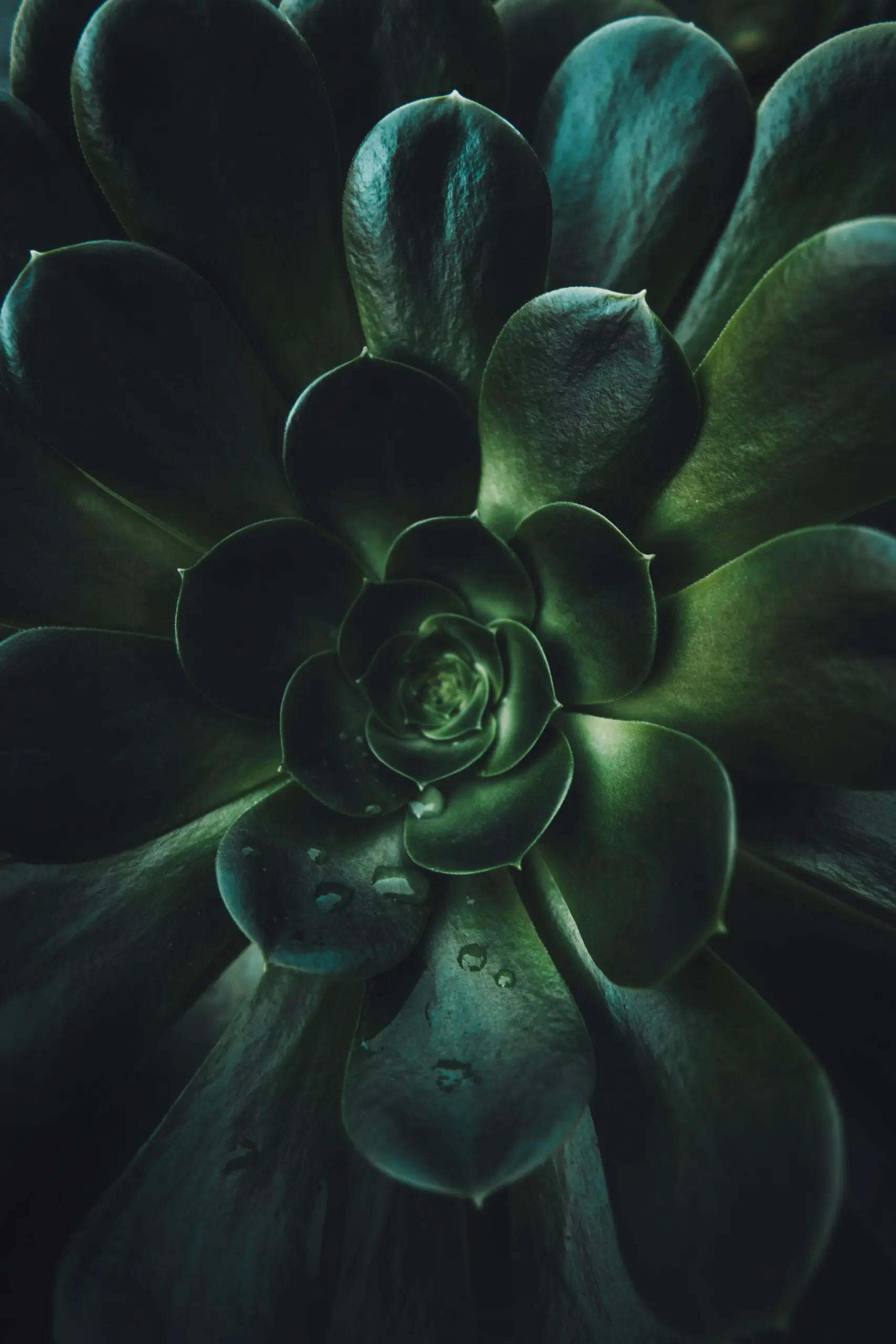 Wandbild (21927) Succulent by Tim Mossholder präsentiert: Natur,Blätter,Makro,Sonstige Pflanzen
