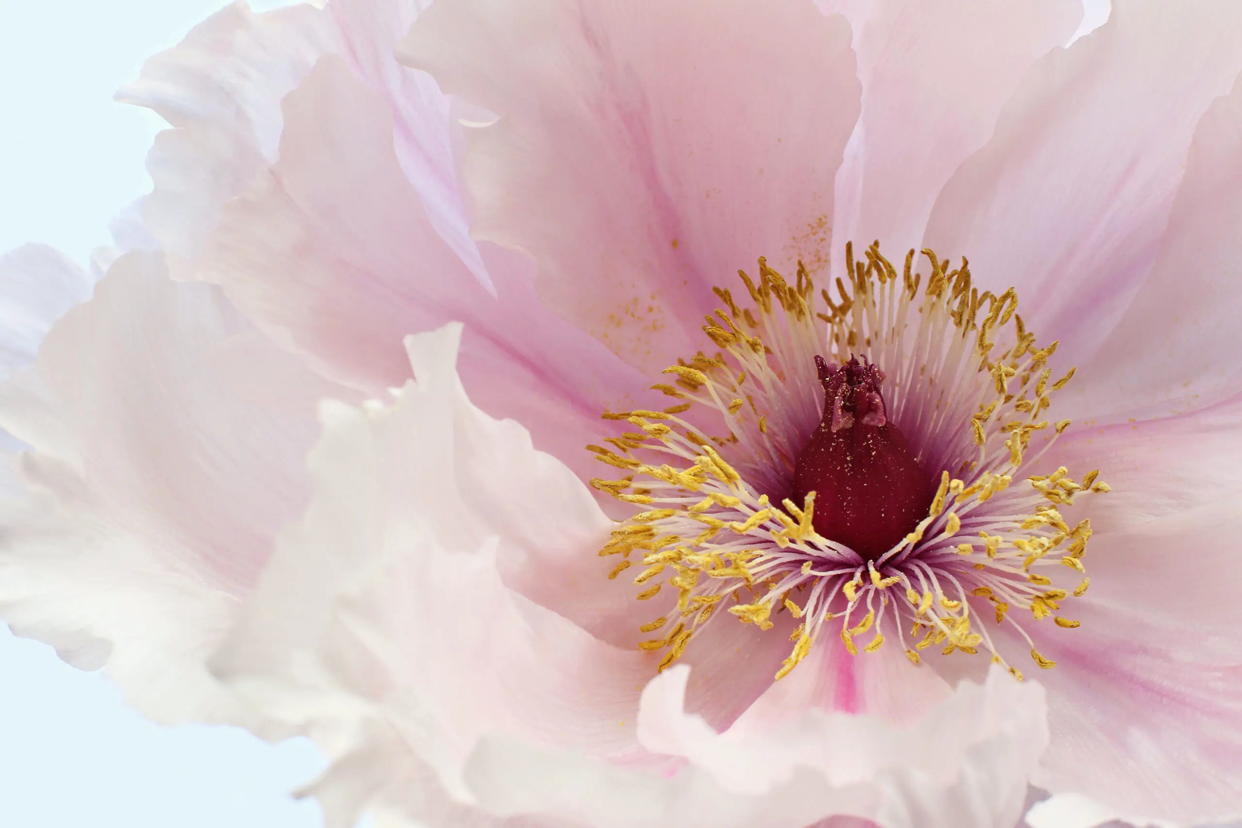 Wandbild (25134) Pink Tree Peony Flower by Alyson Fennell präsentiert: Details und Strukturen,Natur