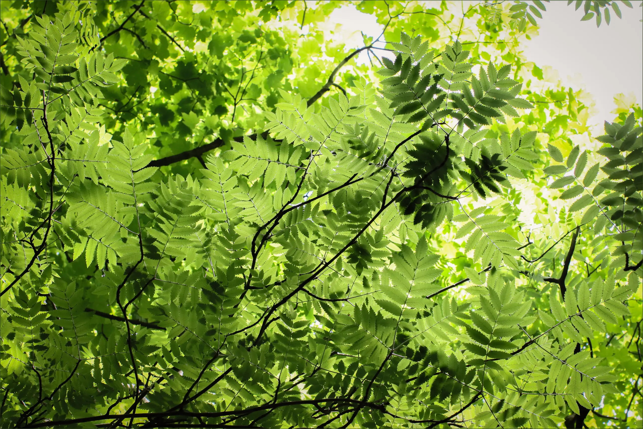 Wandbild (25148) Rowan Tree Canopy by Alyson Fennell präsentiert: Natur