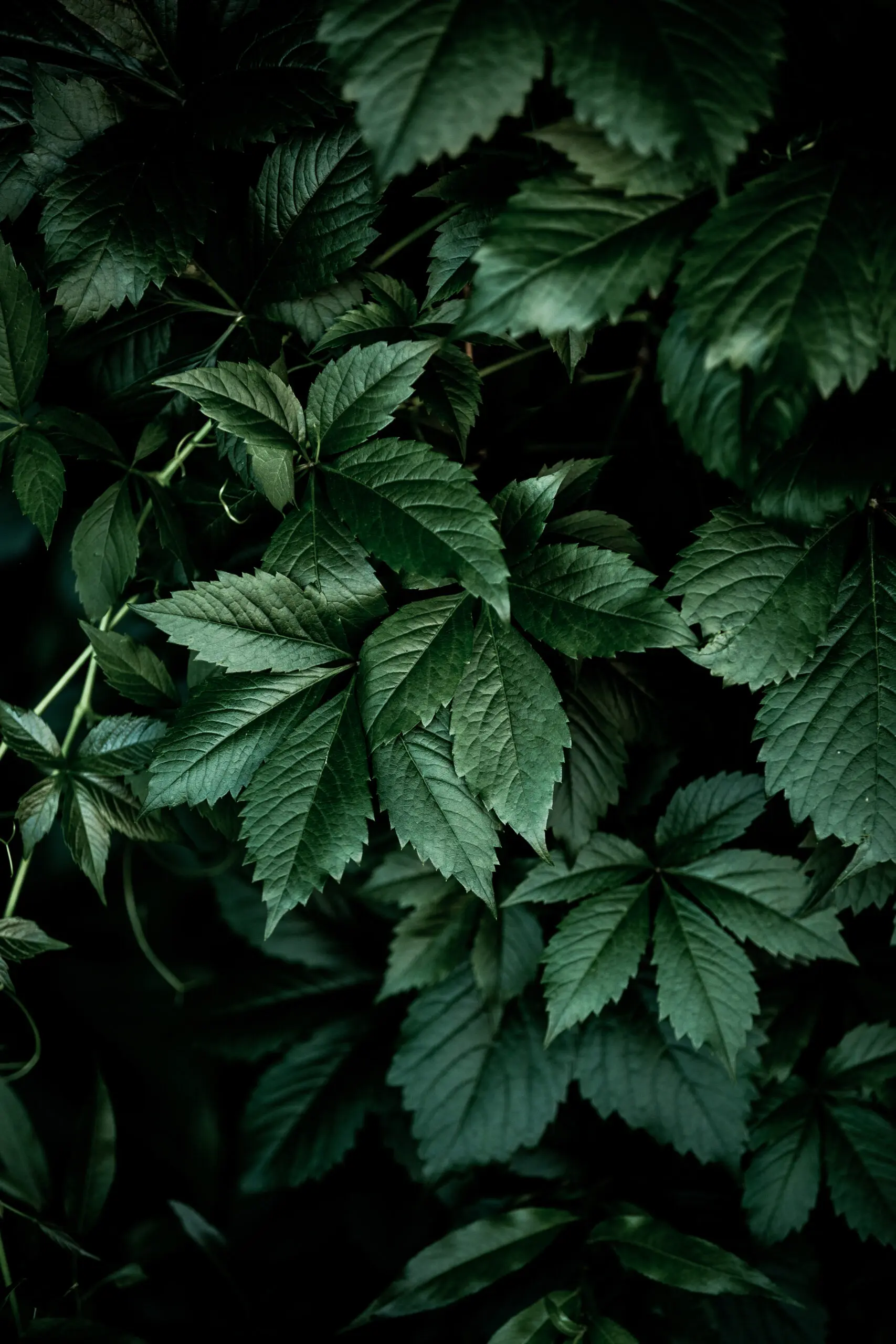 Wandbild (25150) Dark Leaves 13 by Mareike Bohmer präsentiert: Natur