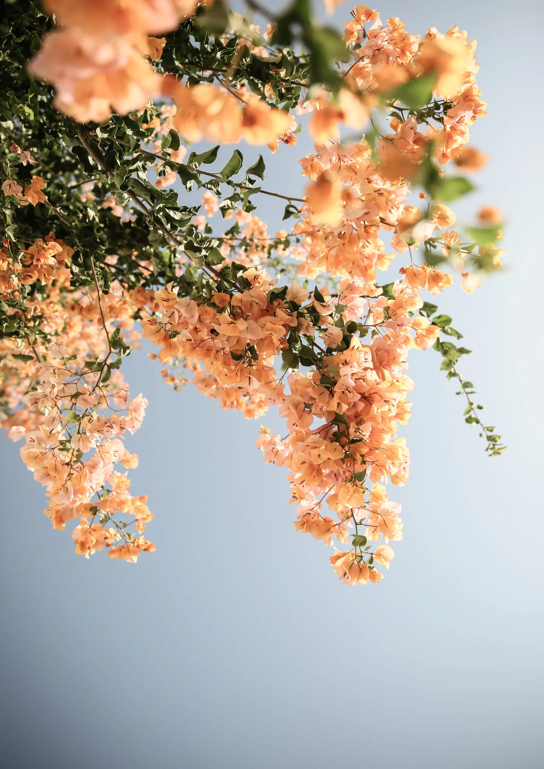 Wandbild (25504) Assos Blooms by Shot by Clint präsentiert: Natur