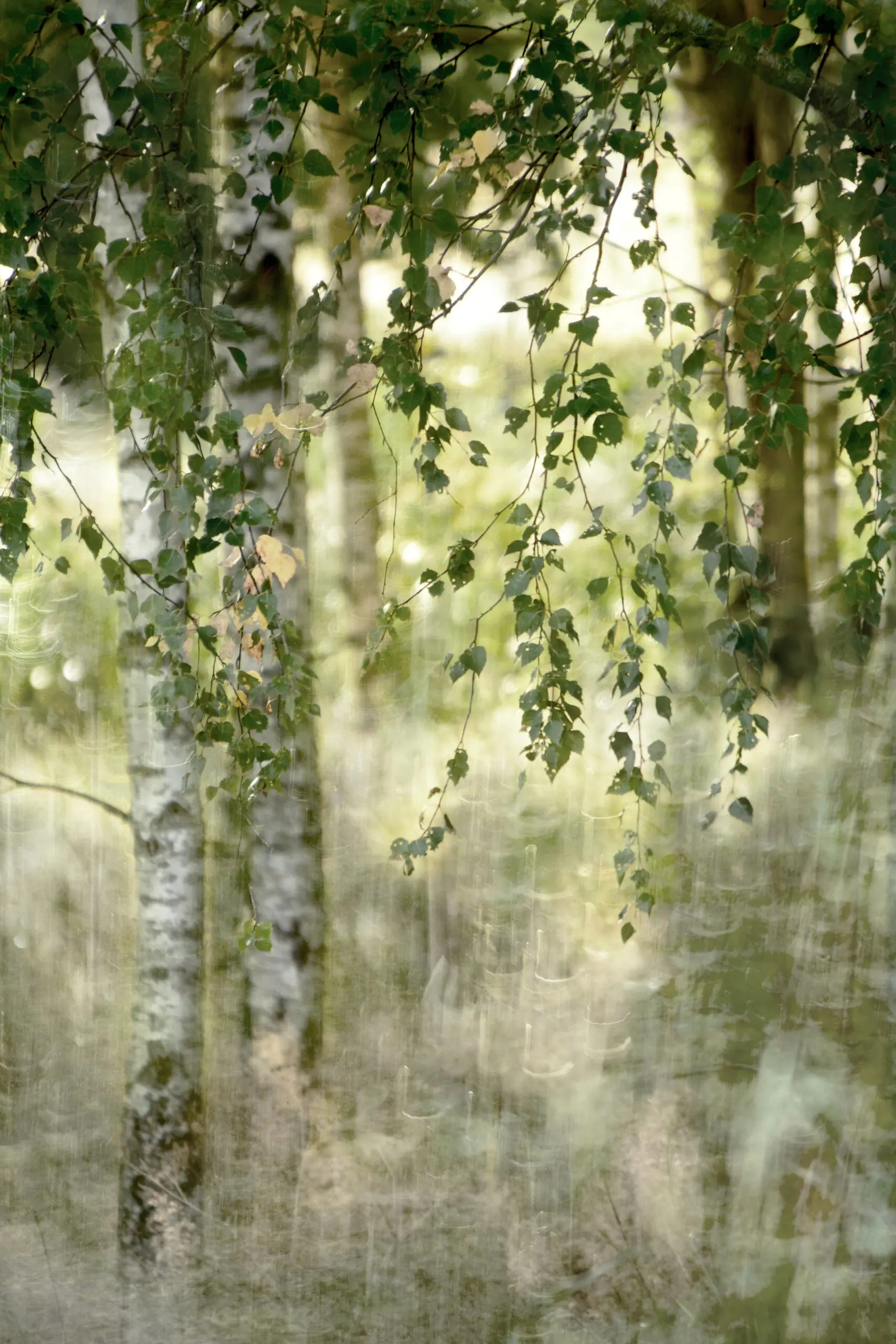Wandbild (26041) Spring birch by Christina Sillen präsentiert: Natur