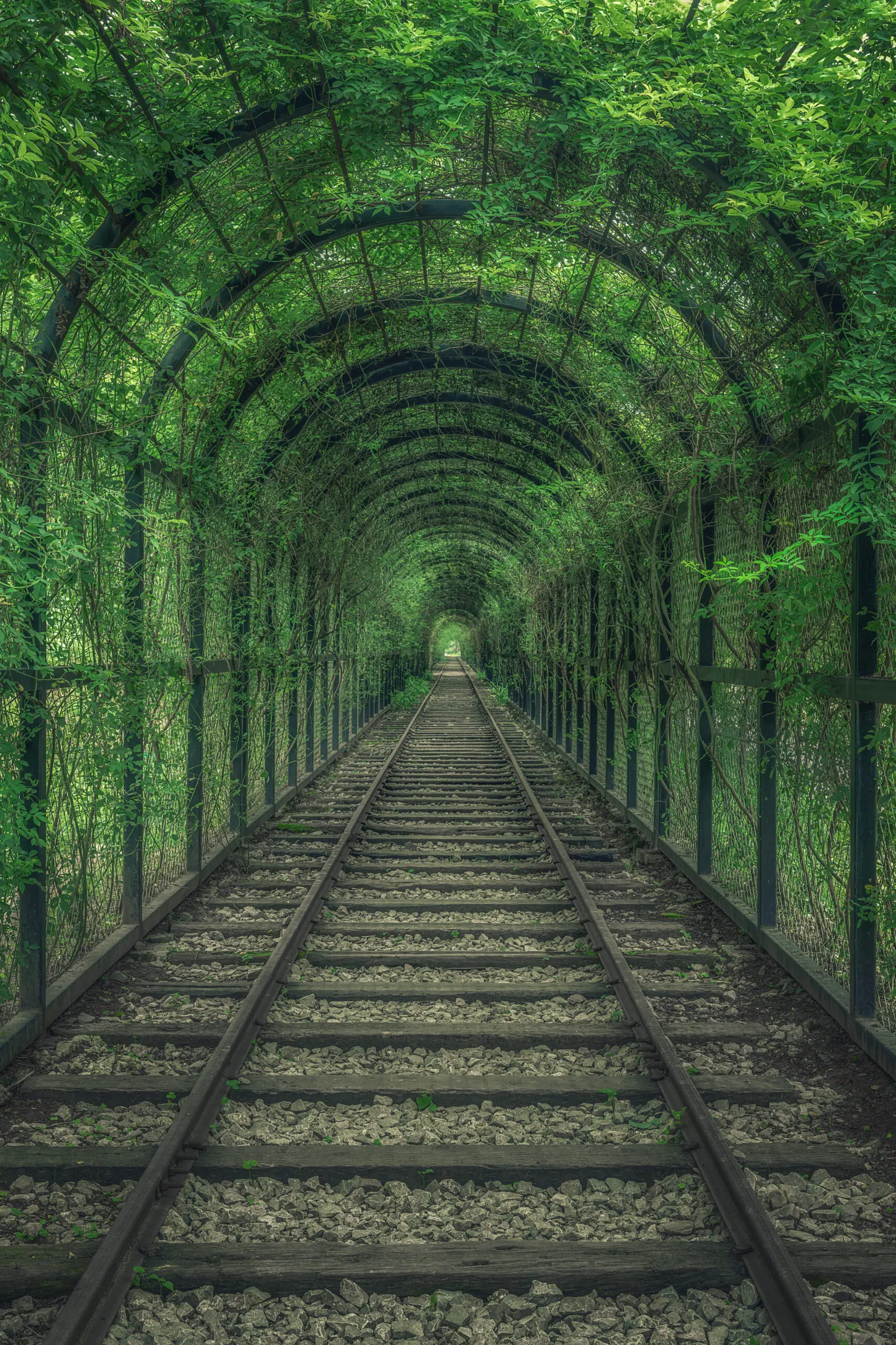 Wandbild (26162) Green Tunnel by Mei Xu präsentiert: Natur