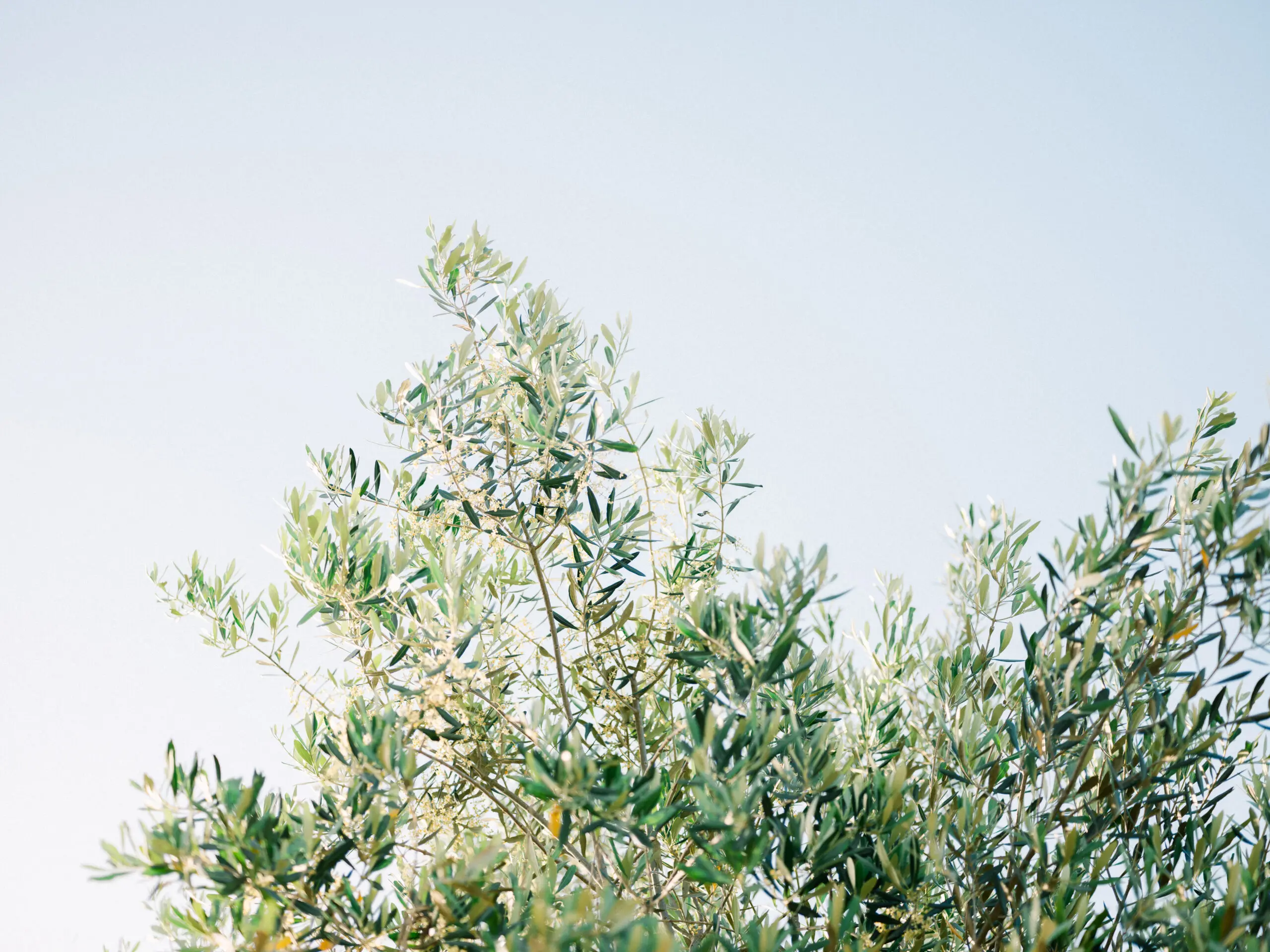 Wandbild (26236) Olives In Ostuni | Italy Travel Photography by Raisa Zwart präsentiert: Natur