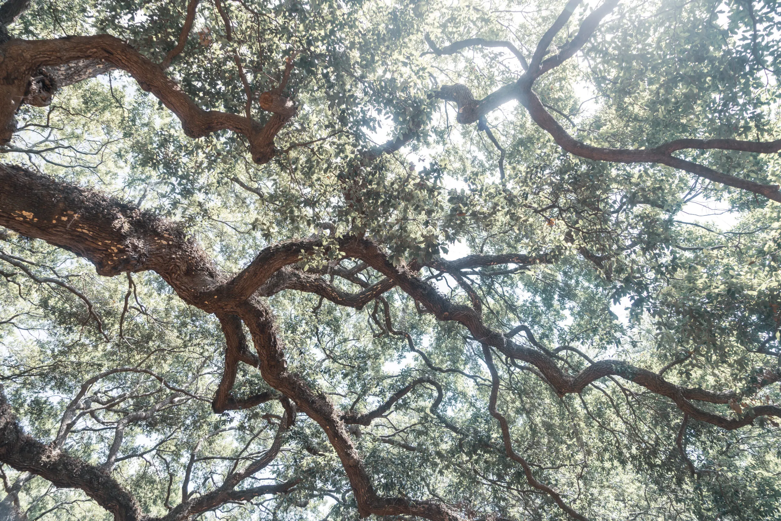 Wandbild (26291) Angel Oak No. 2 by Courtney Crane präsentiert: Natur