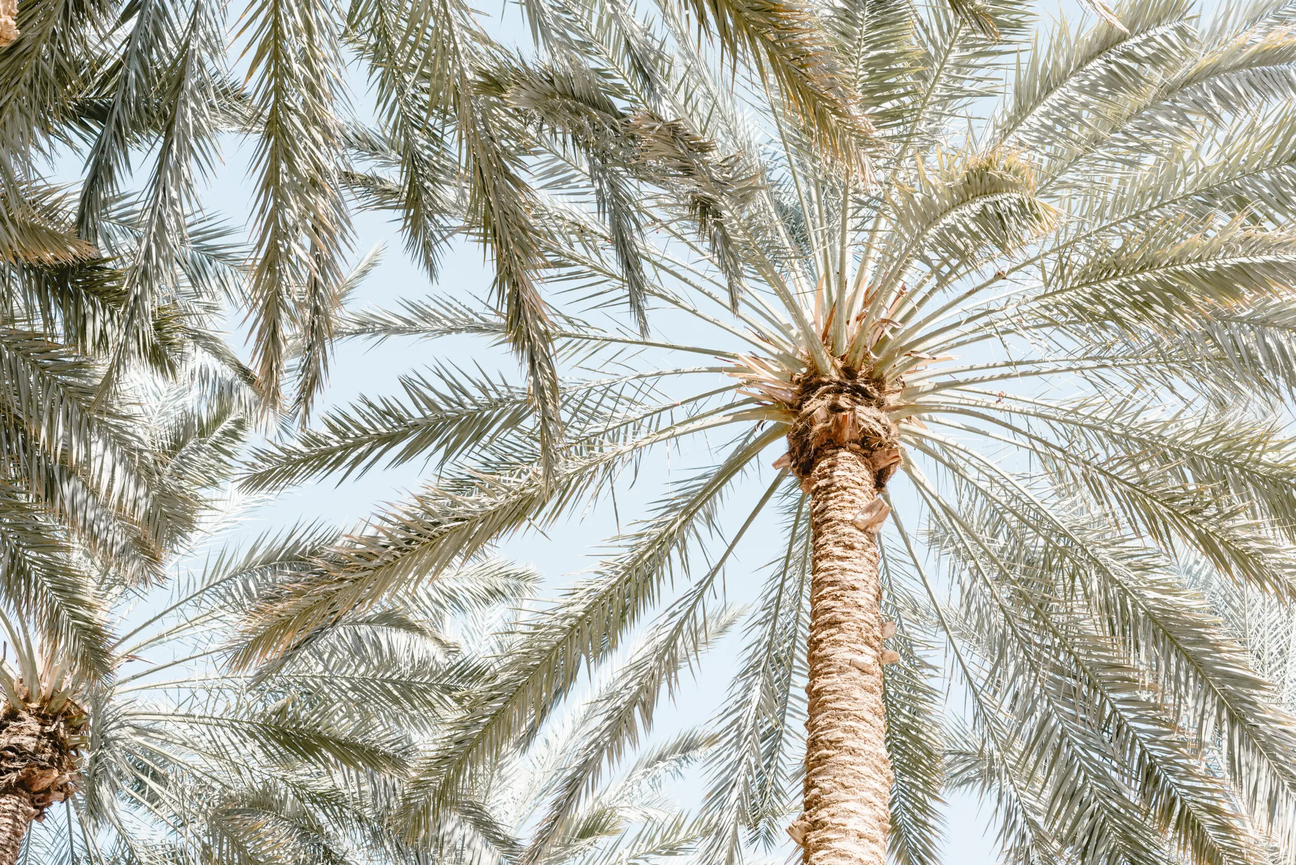 Wandbild (26295) Palm Trees with blue sky by Photolovers präsentiert: Natur
