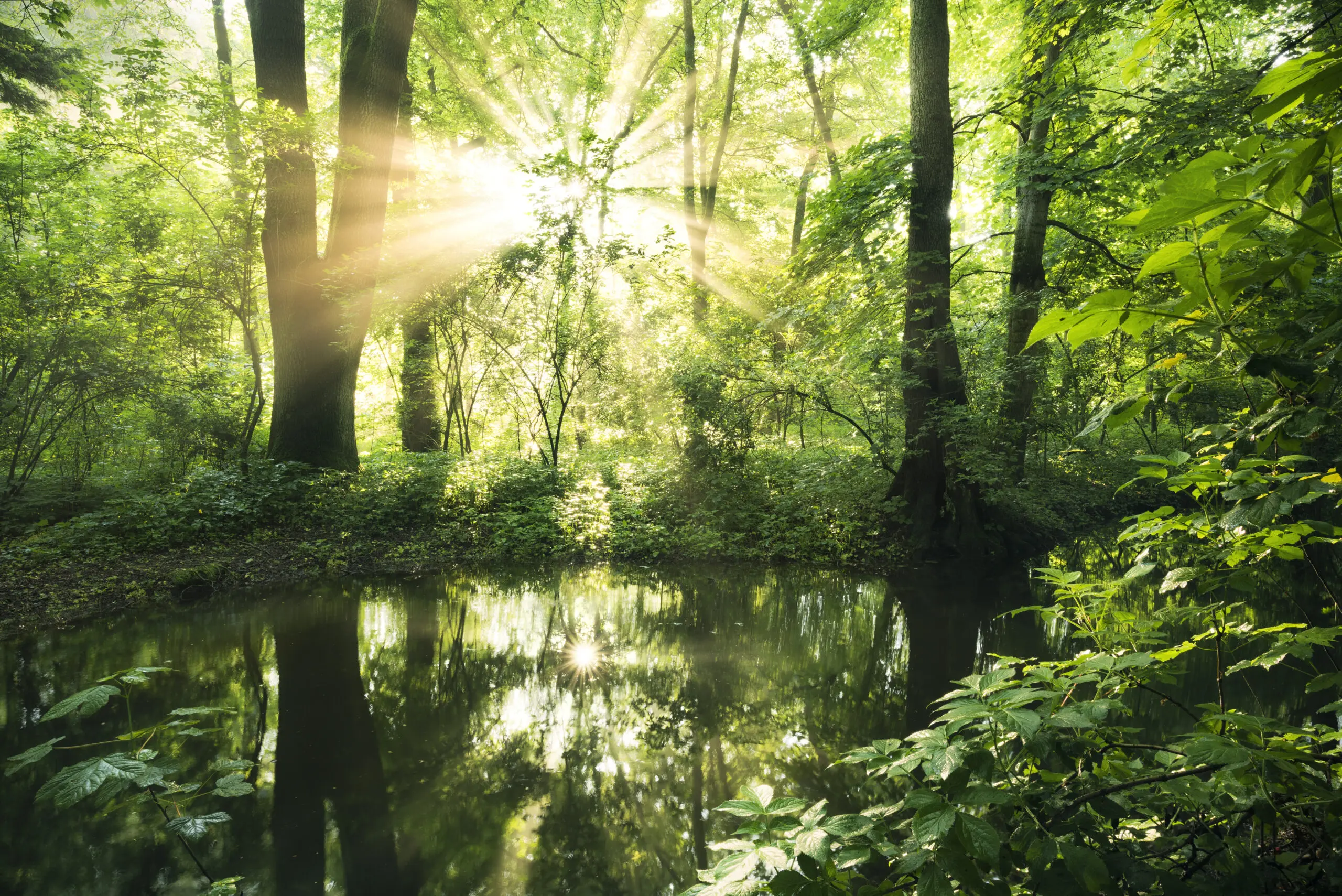 Wandbild (26606) Green Park by Stefan Hefele präsentiert: Wasser,Natur,Landschaften,Sommer,Wälder,Gewässer,Wasserspiegelungen