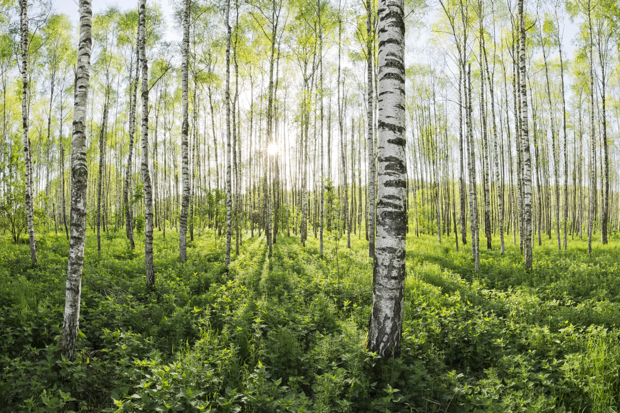 Wandbild (26608) Spring in the Birch Forest by Stefan Hefele präsentiert: Natur,Landschaften,Bäume,Sommer,Wälder