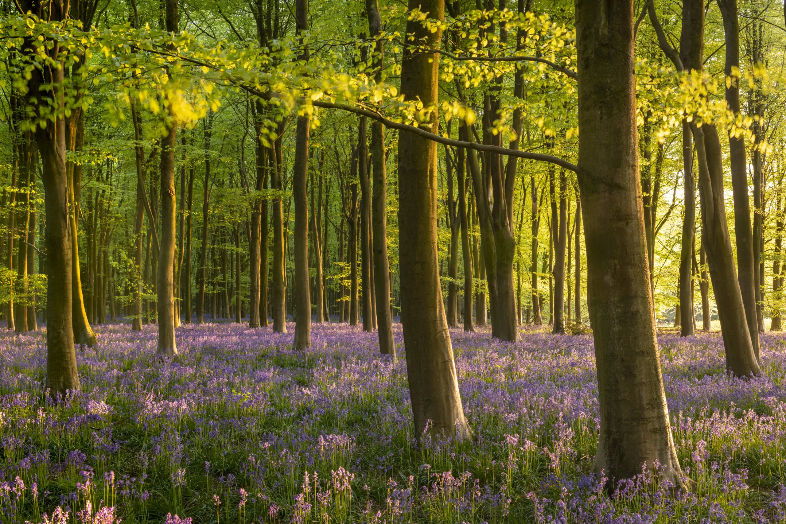 Wandbild (26959) Bluebell Woodland by Adam Burton präsentiert: Natur,Landschaften,Bäume,Blumen und Blüten,Sommer,Wälder,Frühling