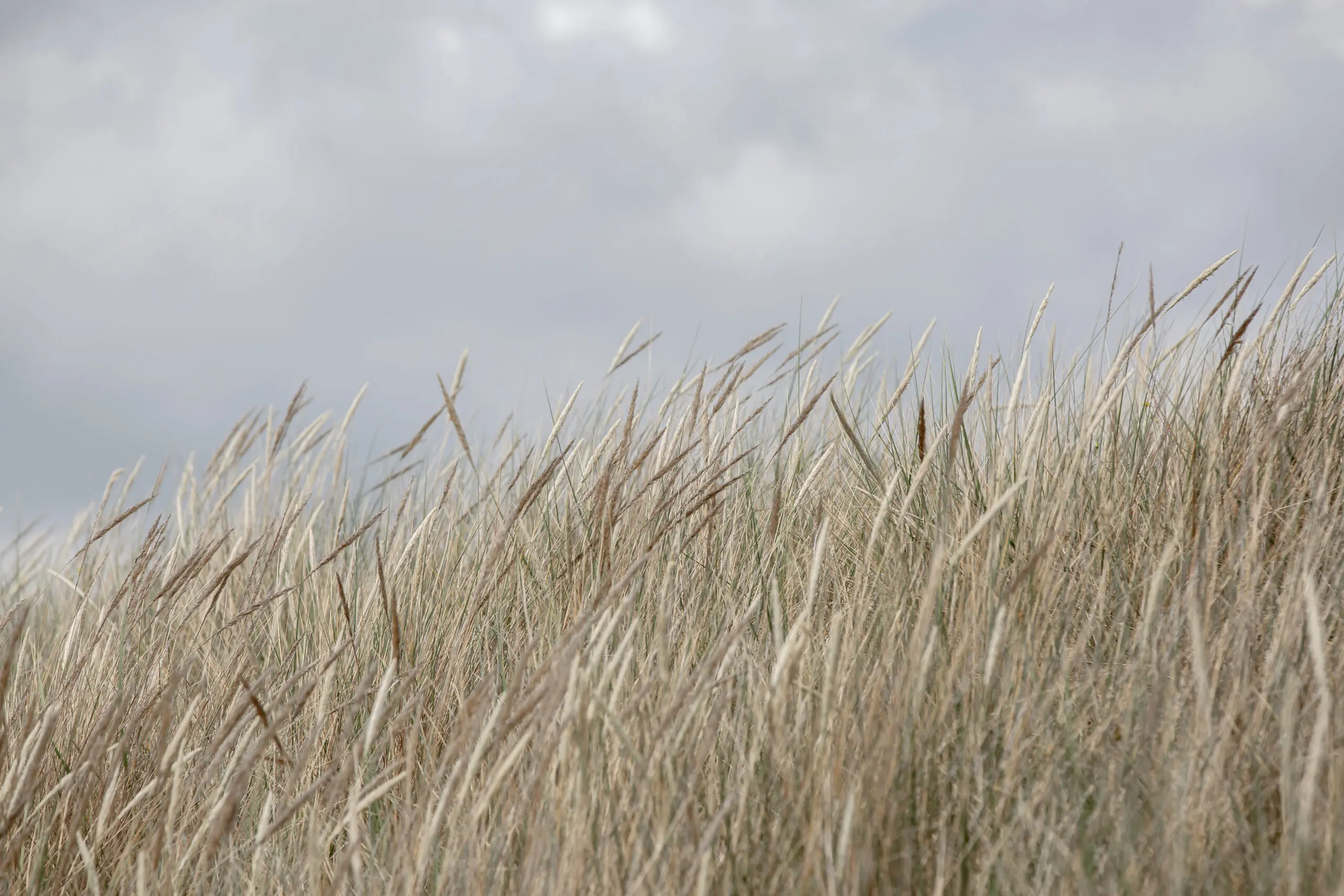 Wandbild (27265) Dunes and Clouds by Mareike Bohmer präsentiert: Natur,Landschaften,Gräser,Sommer,Frühling