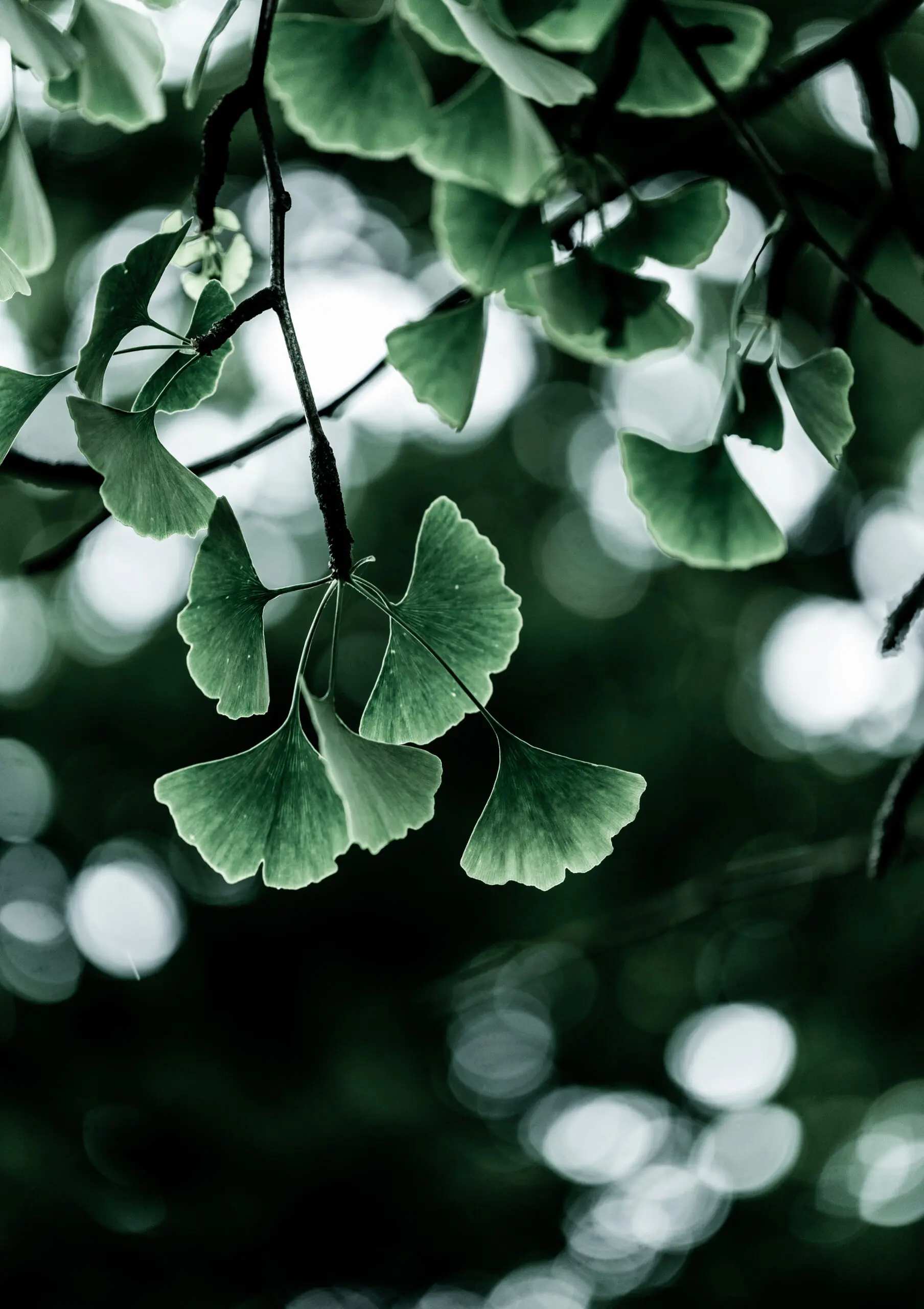 Wandbild (27271) Ginko 1 by Mareike Bohmer präsentiert: Natur,Blätter,Makro