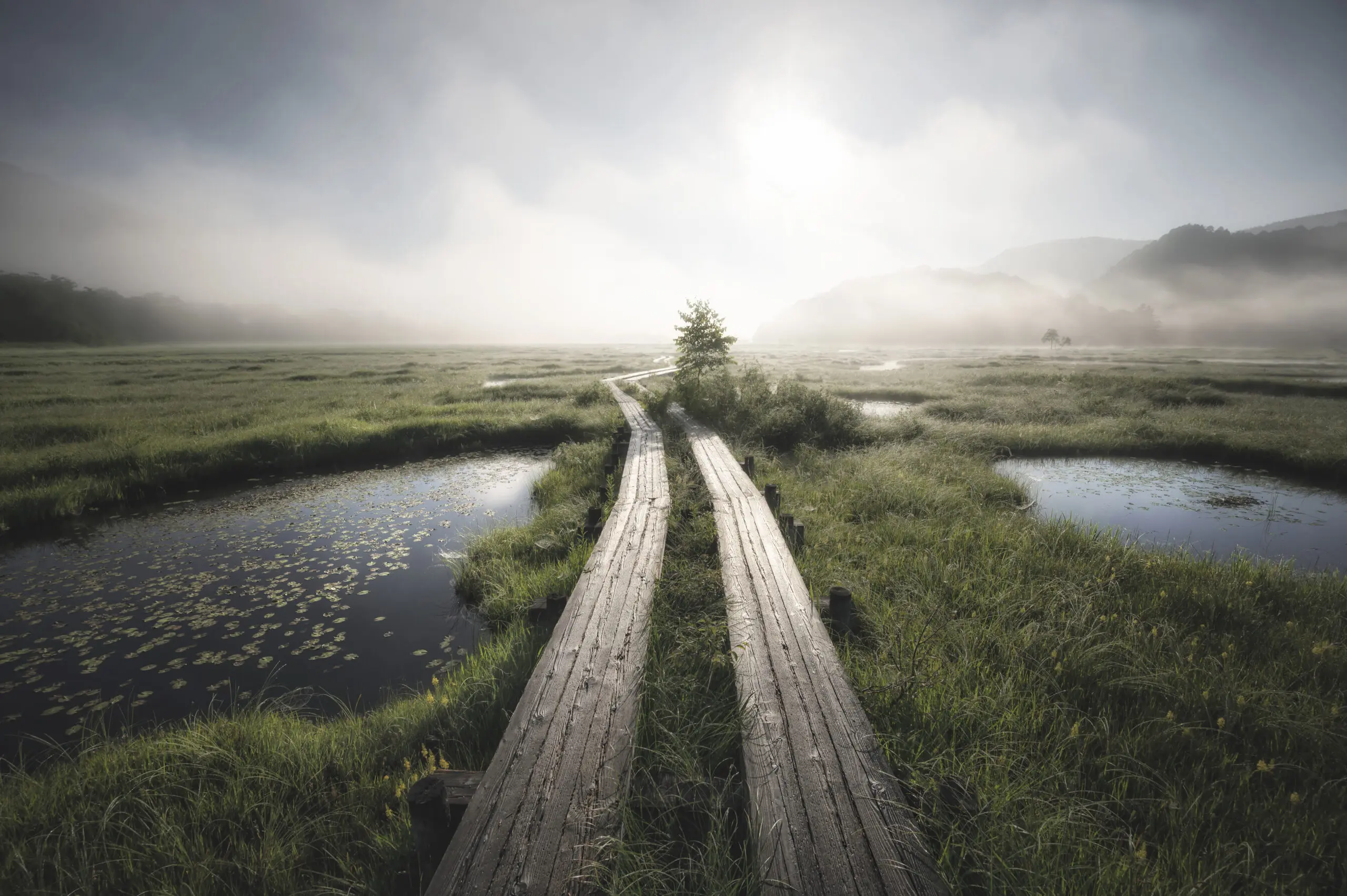 Wandbild (27481) Into the foggy world by Daiki Suzuki präsentiert: Wasser,Natur,Landschaften,Gräser,Sommer,Gewässer,Bäche und Flüsse