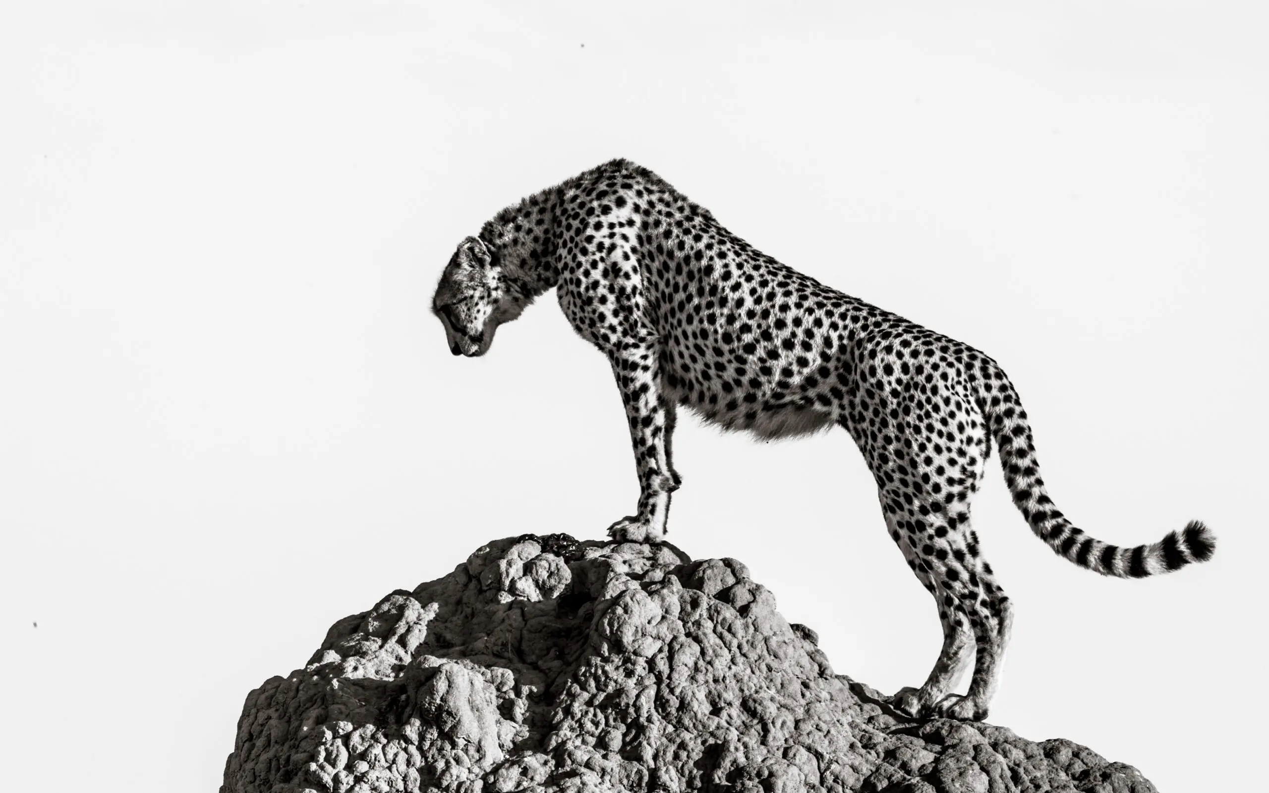 Wandbild (27685) the hunter by Ali präsentiert: Tiere,Natur,Wildtiere,Aus Afrika