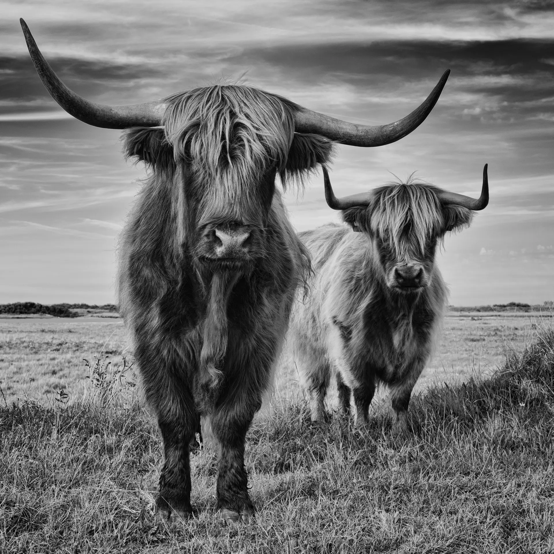 Wandbild (27687) Highlands by Stephane Pecqueux präsentiert: Tiere,Natur,Wildtiere