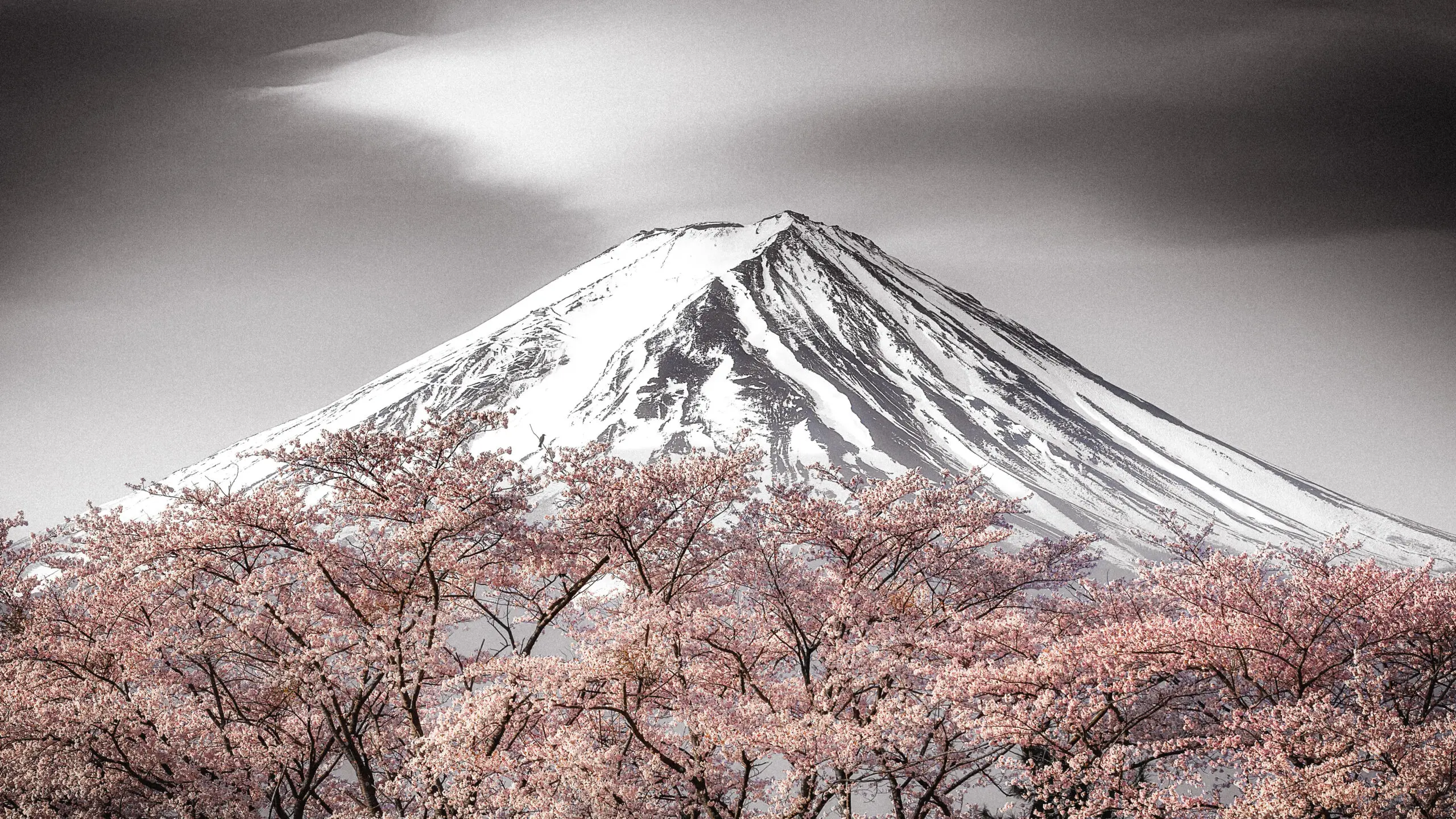 Wandbild (27718) Sakura Fuji by Takeshi Mitamura präsentiert: Natur,Landschaften,Schnee und Eis,Berge,Frühling